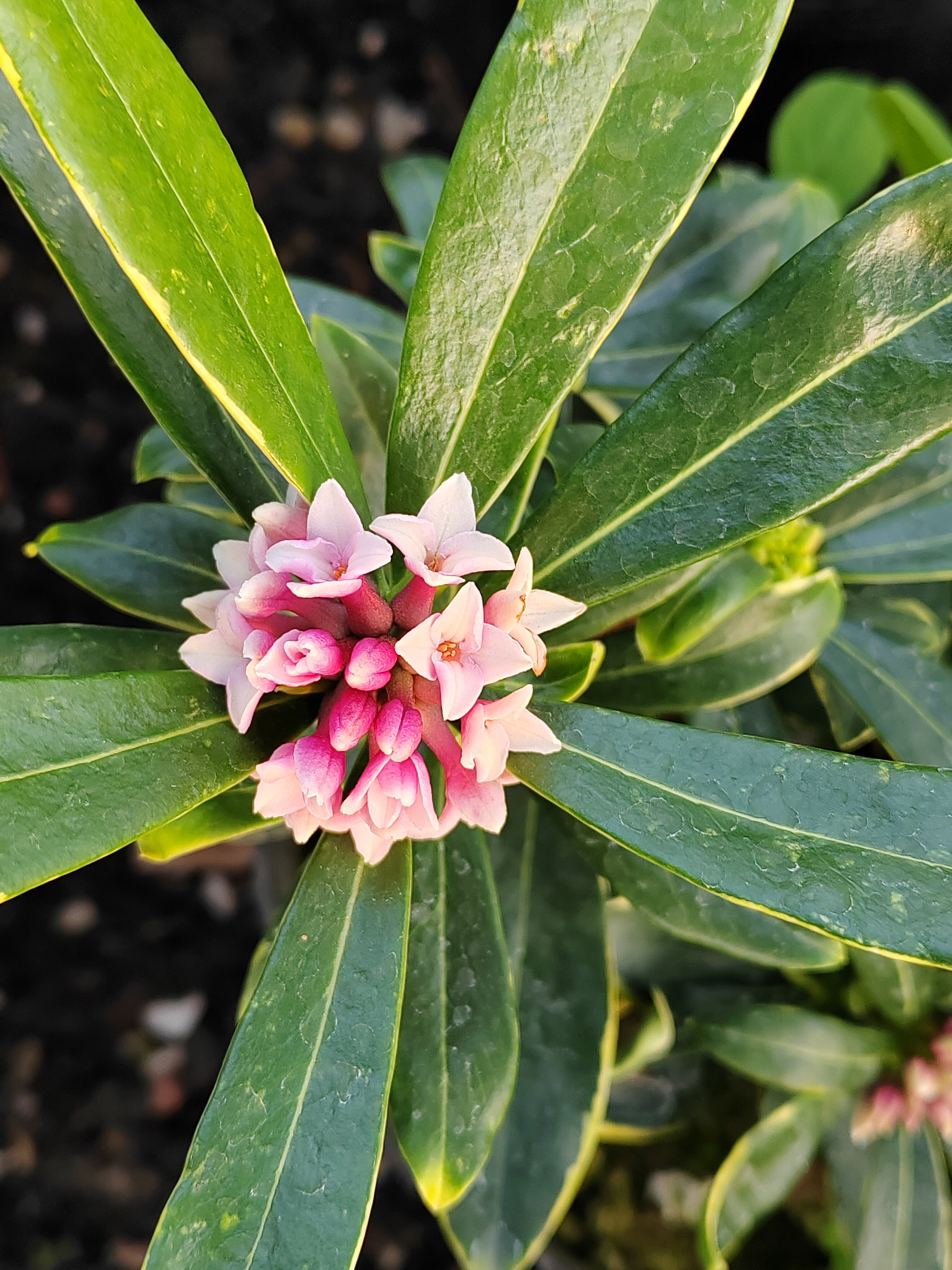 Daphne Odora Aureomarginata