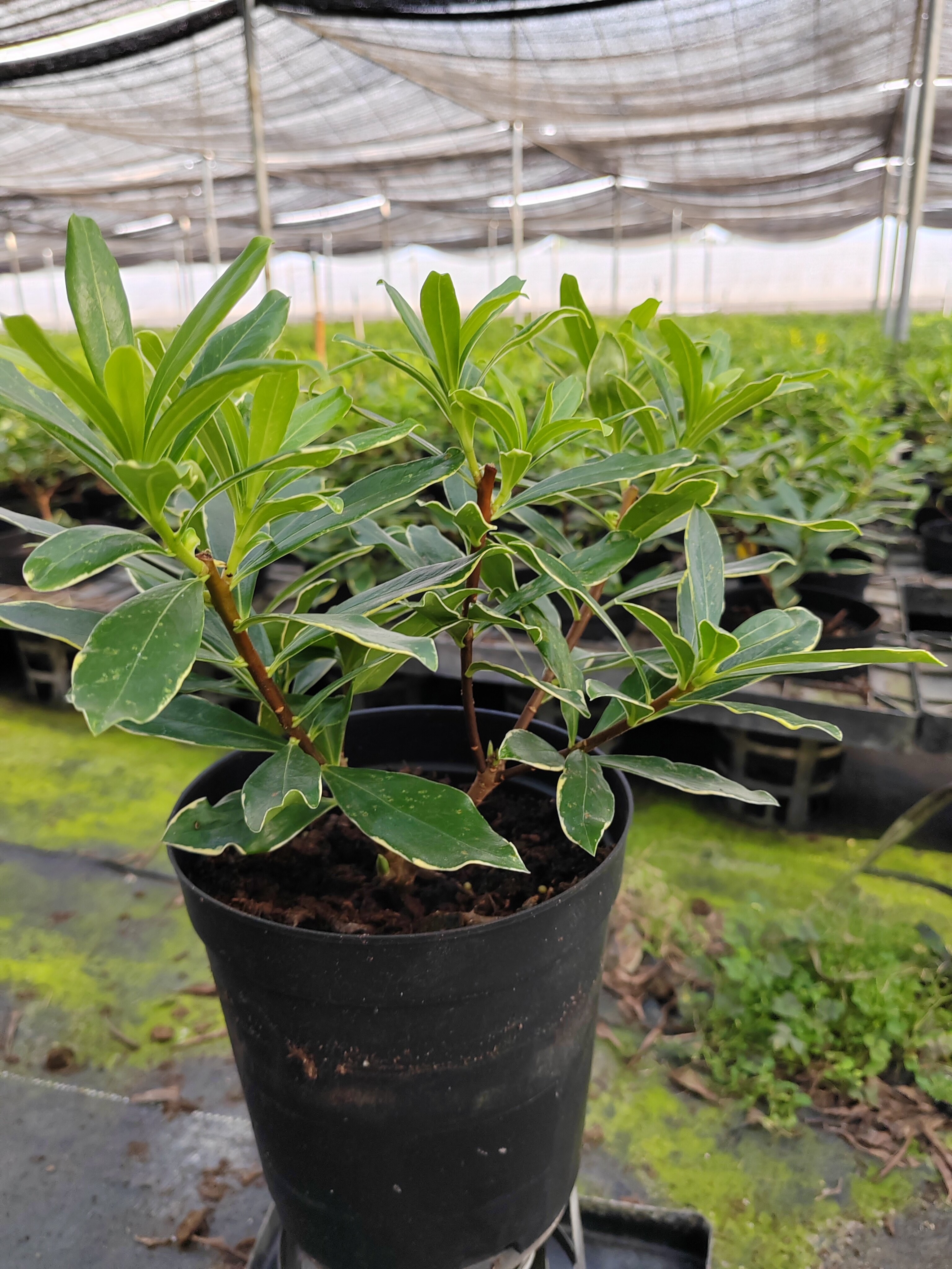 Daphne odora 'Aureomarginata' — Black 2 Litres Pot