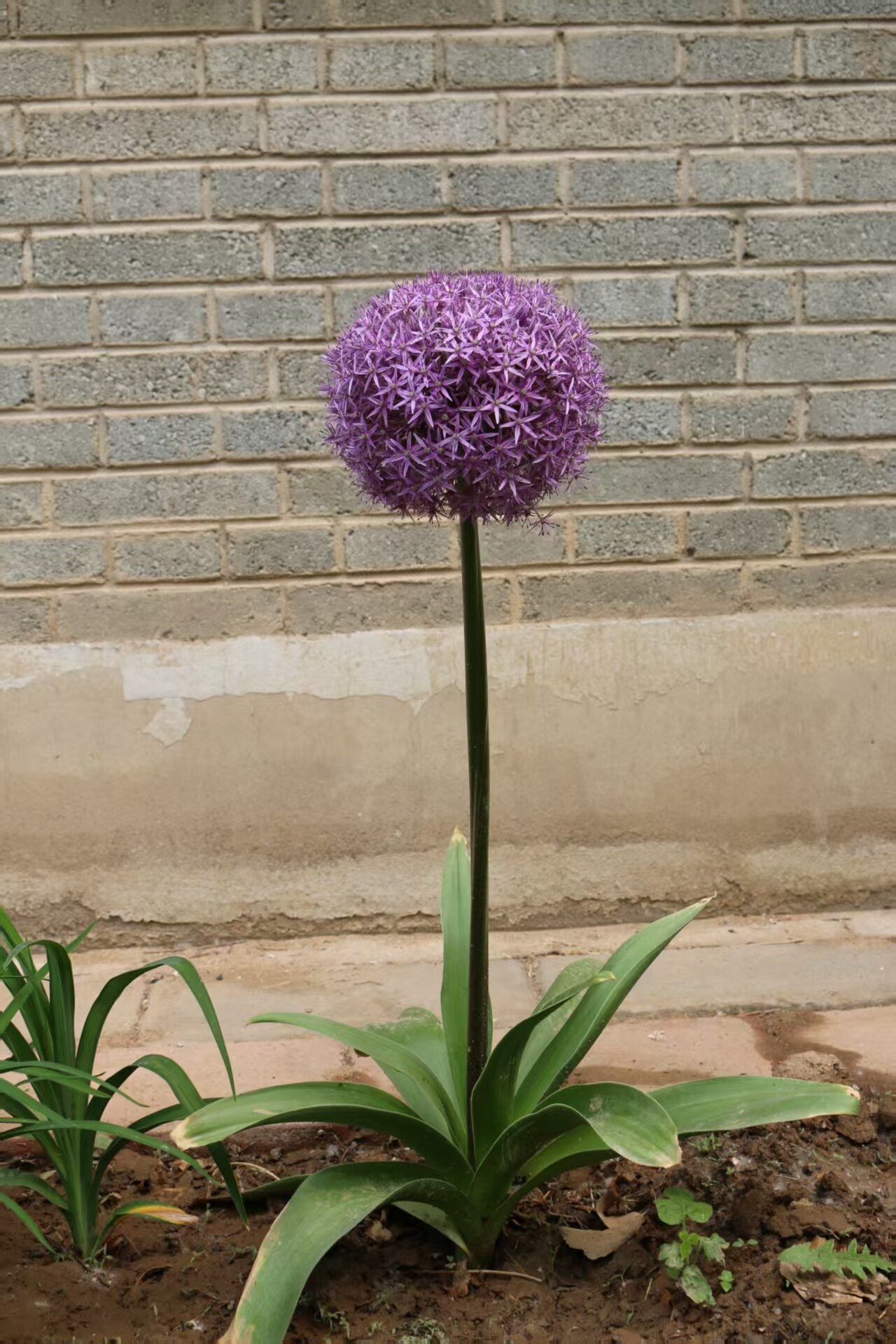 Allium — Single Plant