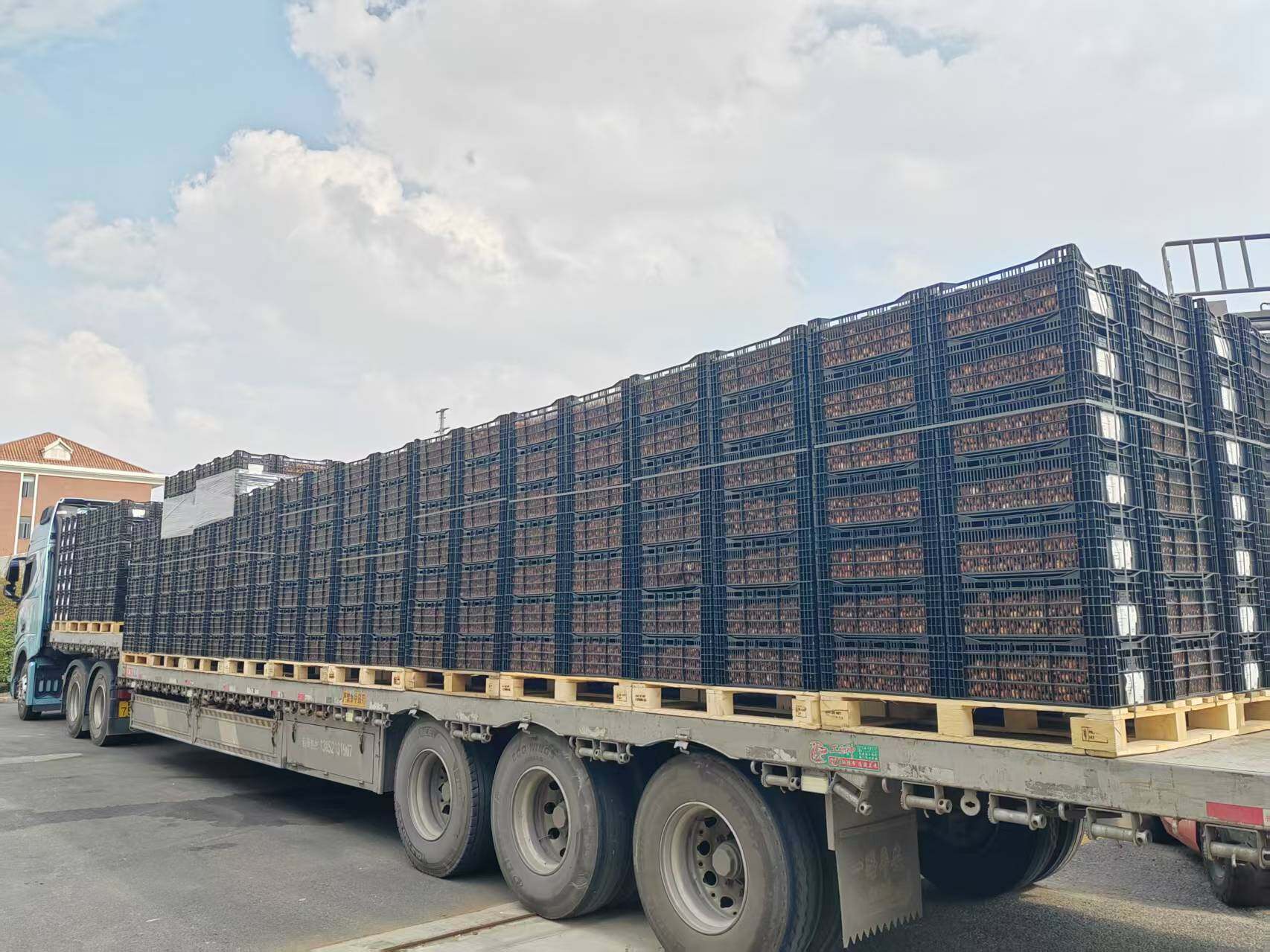 Flower Bulbs — Bulk Shipment