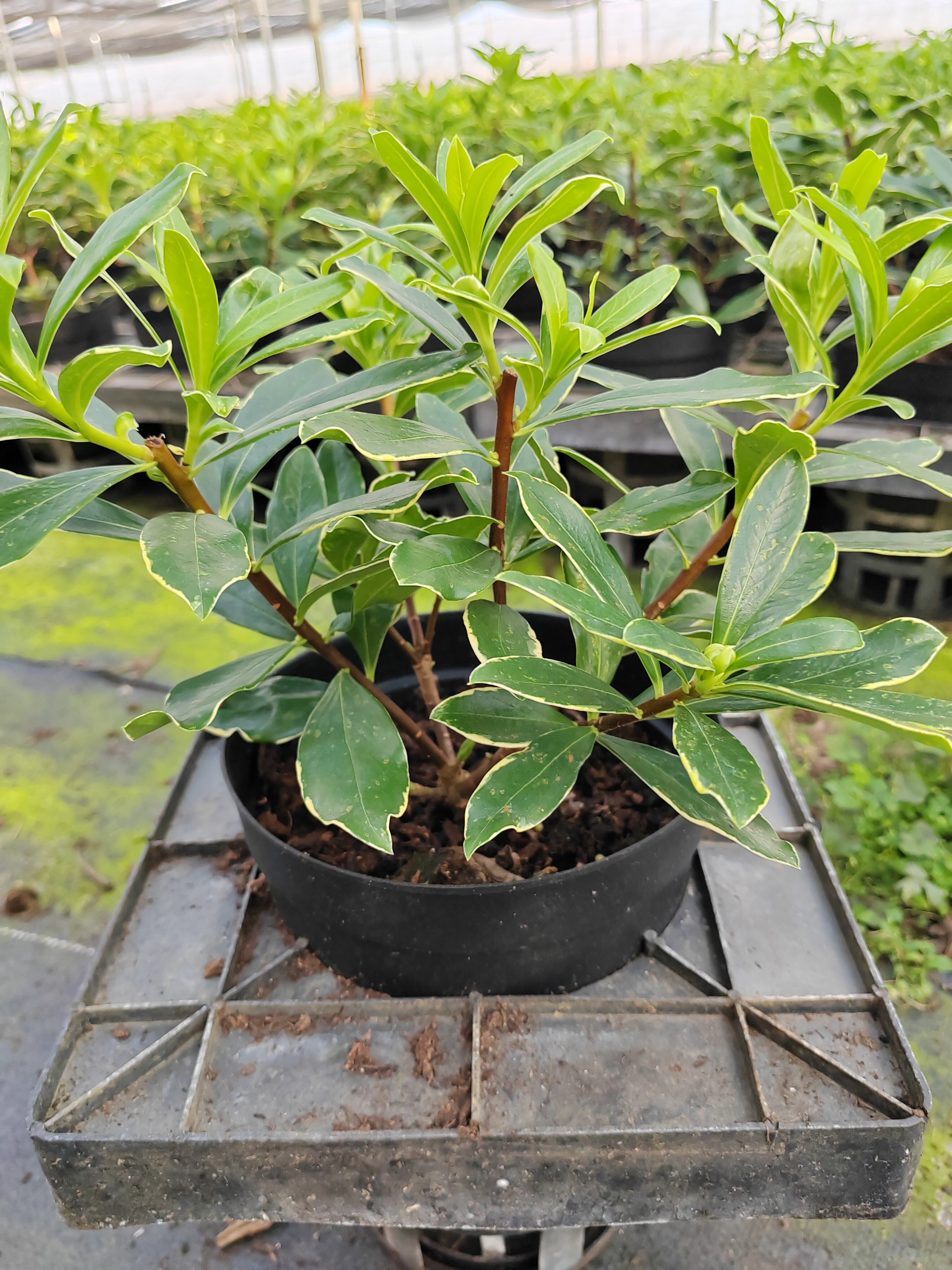 Daphne odora 'Aureomarginata' — Black 2 Litres Pot