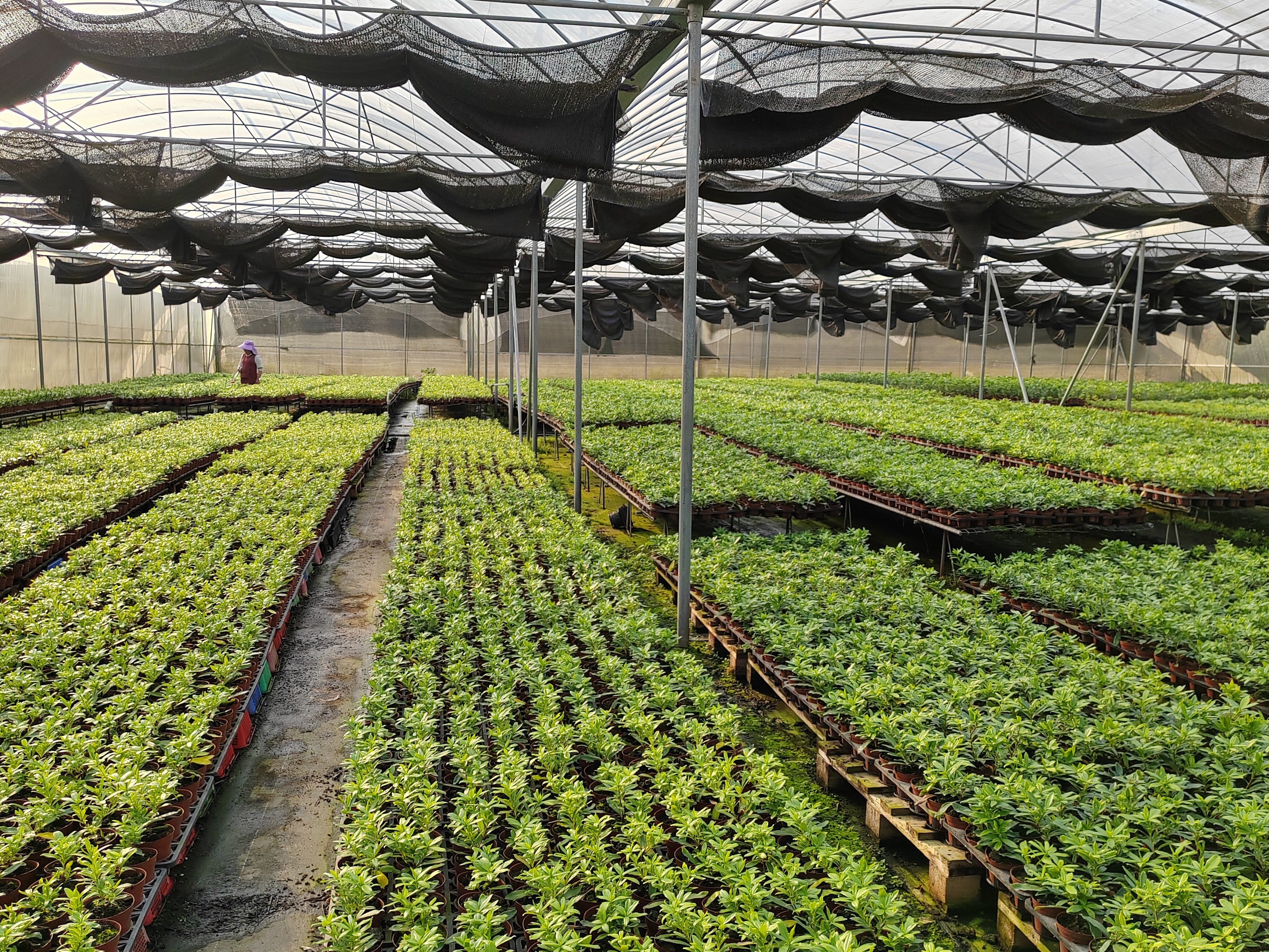 Greenhouse nursery base