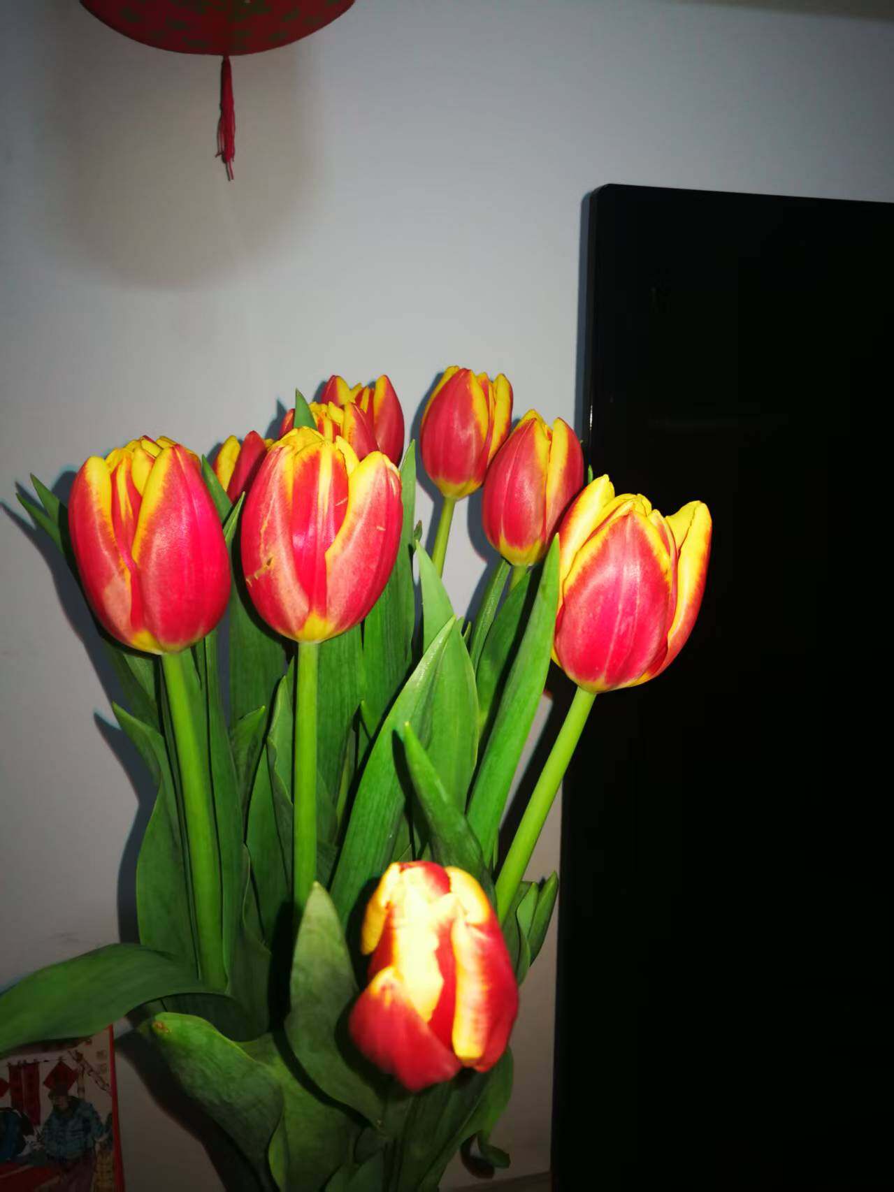 Imported Flower Bulbs