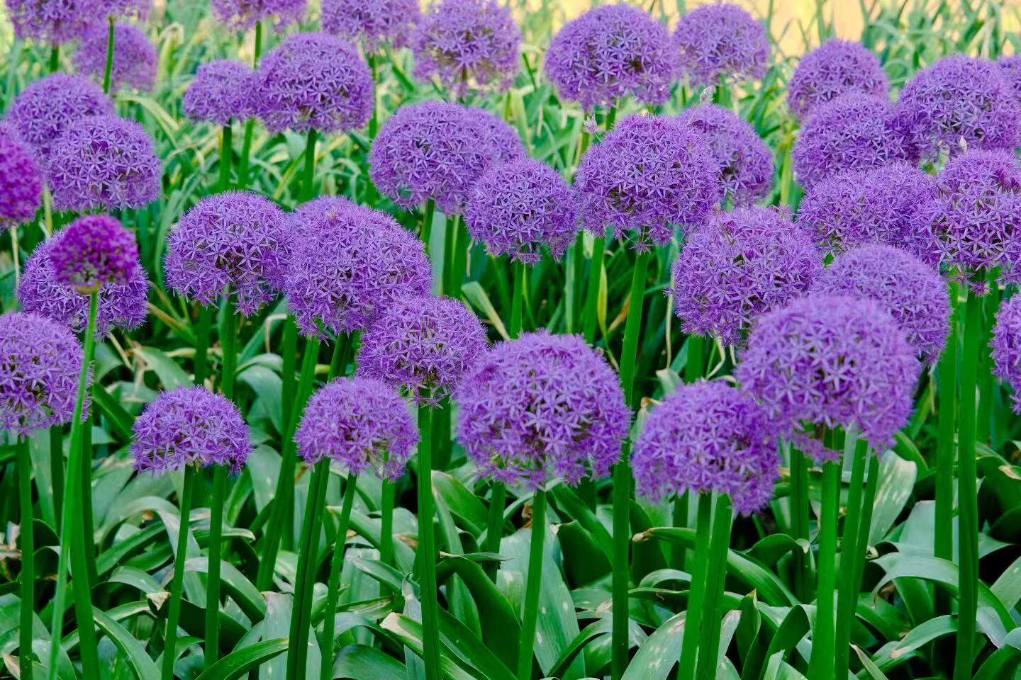 Allium — Flowering Display