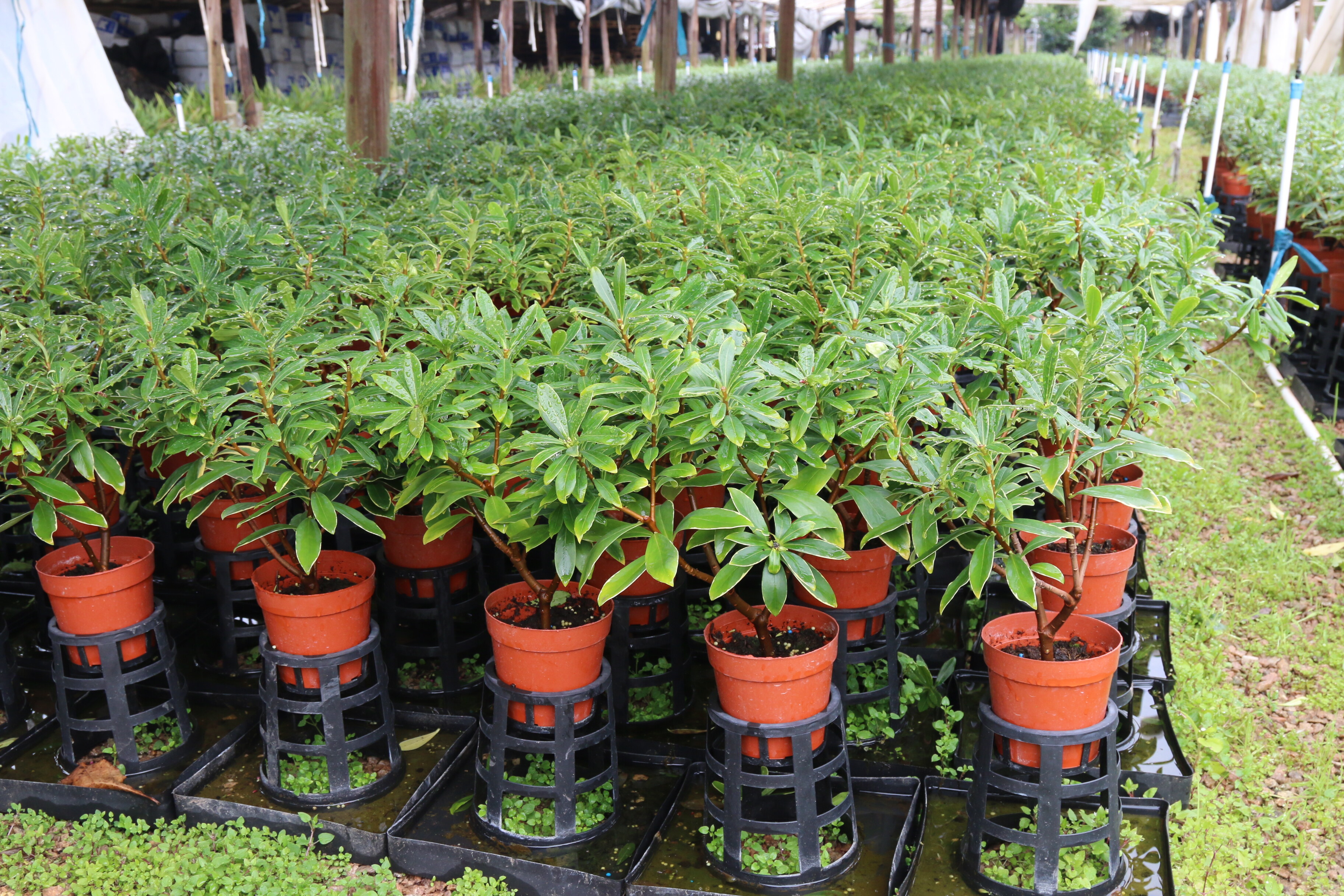 Large-scale nursery cultivation