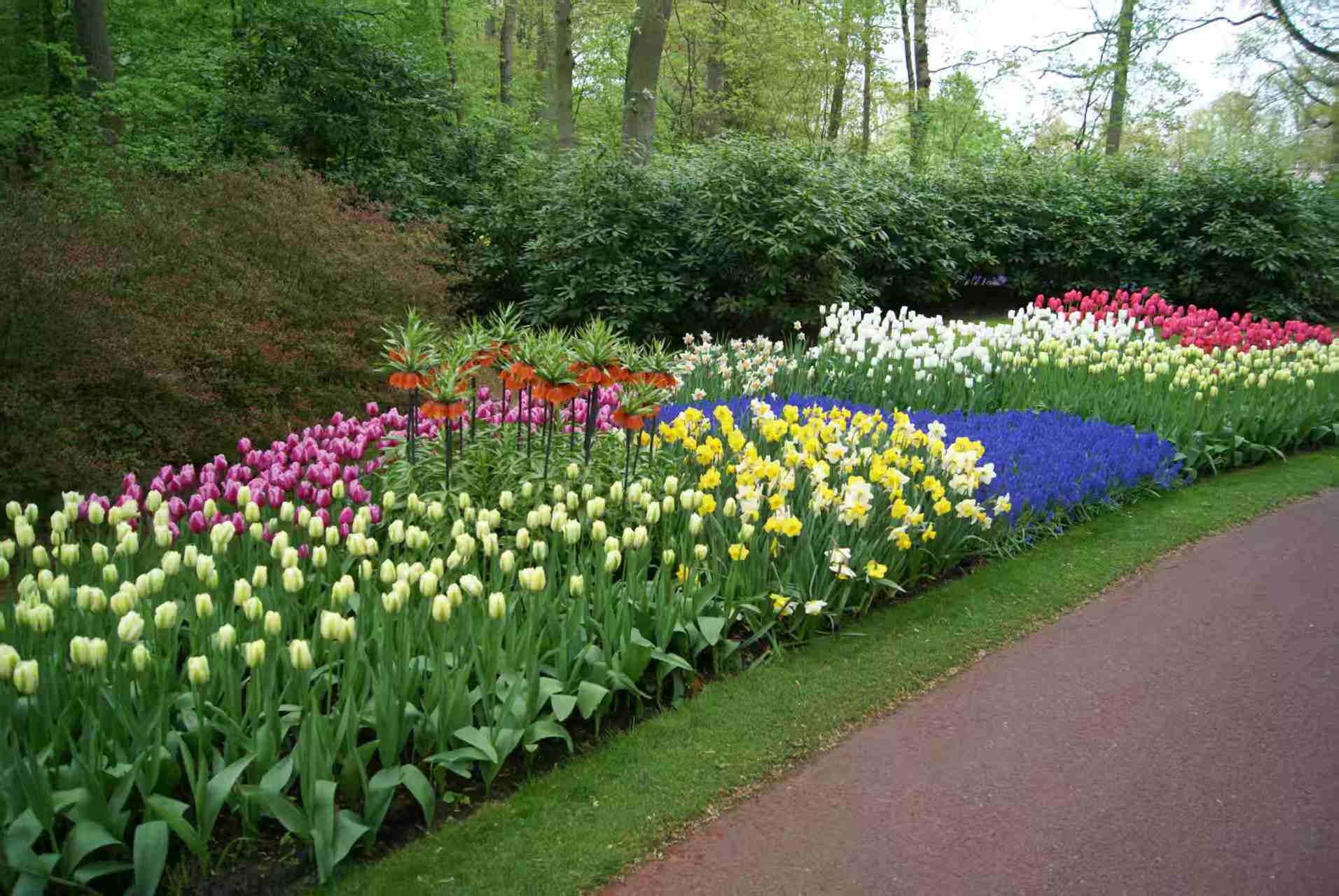 Flower Bulbs — Garden Display