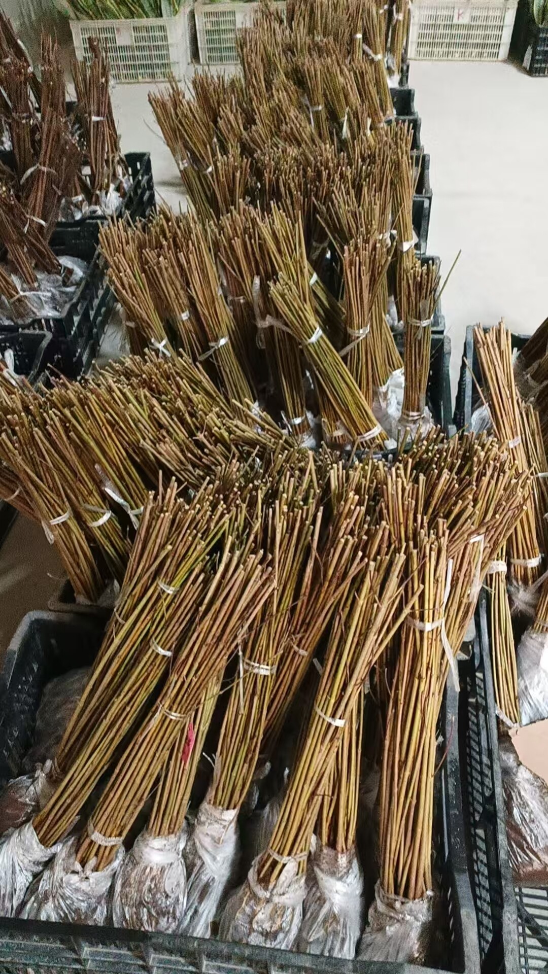 Bare Root Plants — Bulk