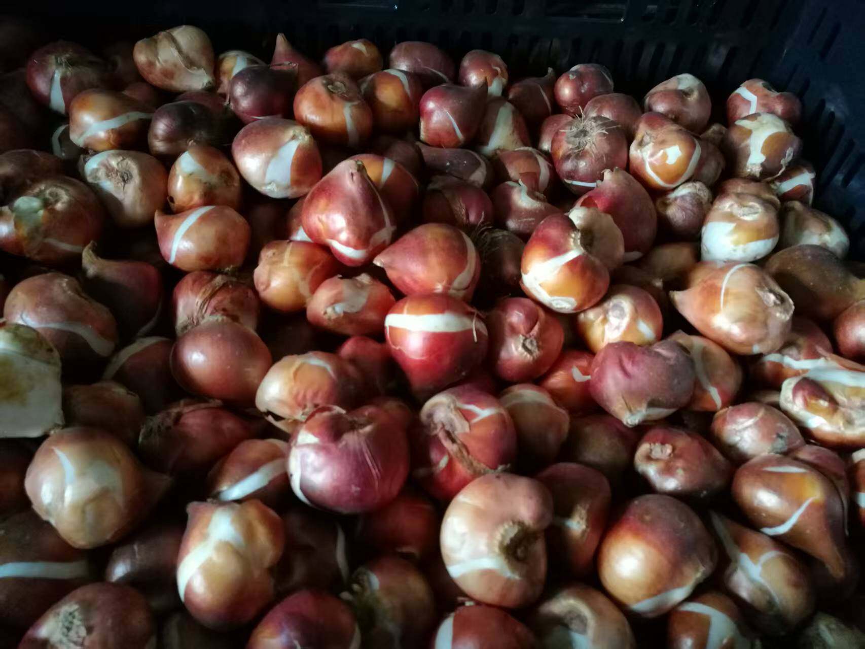 Tulip Bulbs — Stock
