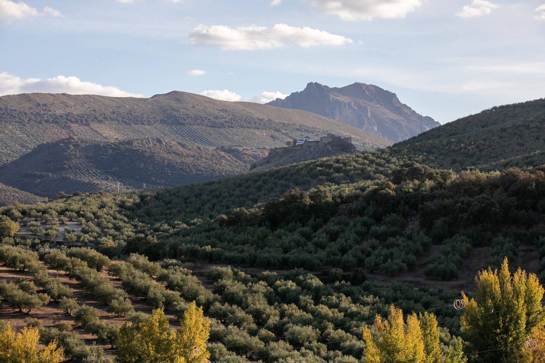 ALMAOLIVA ARBEQUINO