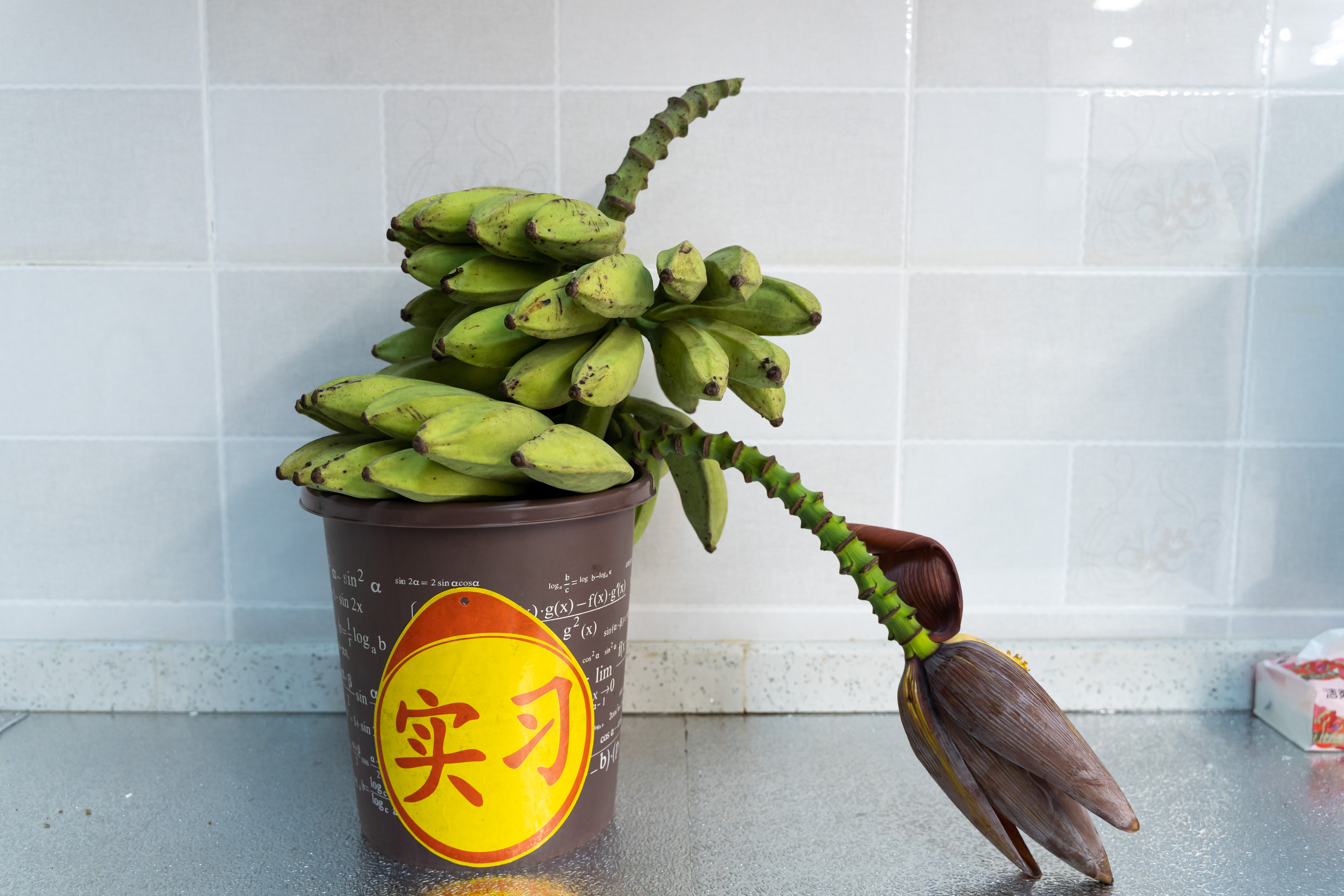 新人报到!律所迎来最“蕉绿”的TA……