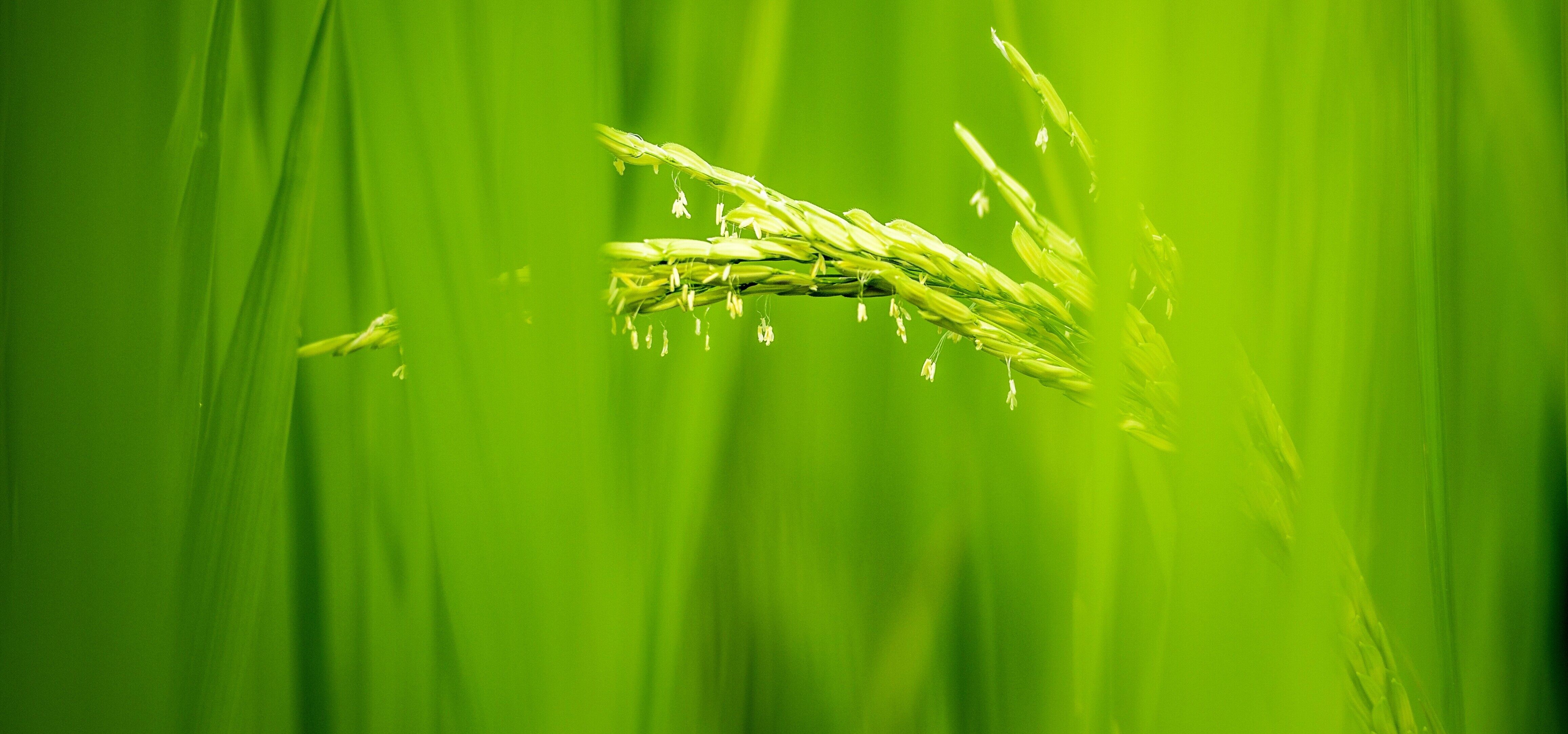 Close-up of rice panicles in a green paddy field