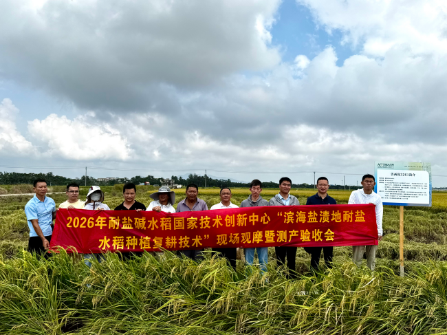 Achieving Stable Yields Under Multiple Stresses: Salt-Tolerant Rice Cultivation and Land Reclamation Technology Demonstrated Successfully in Wanning, Hainan