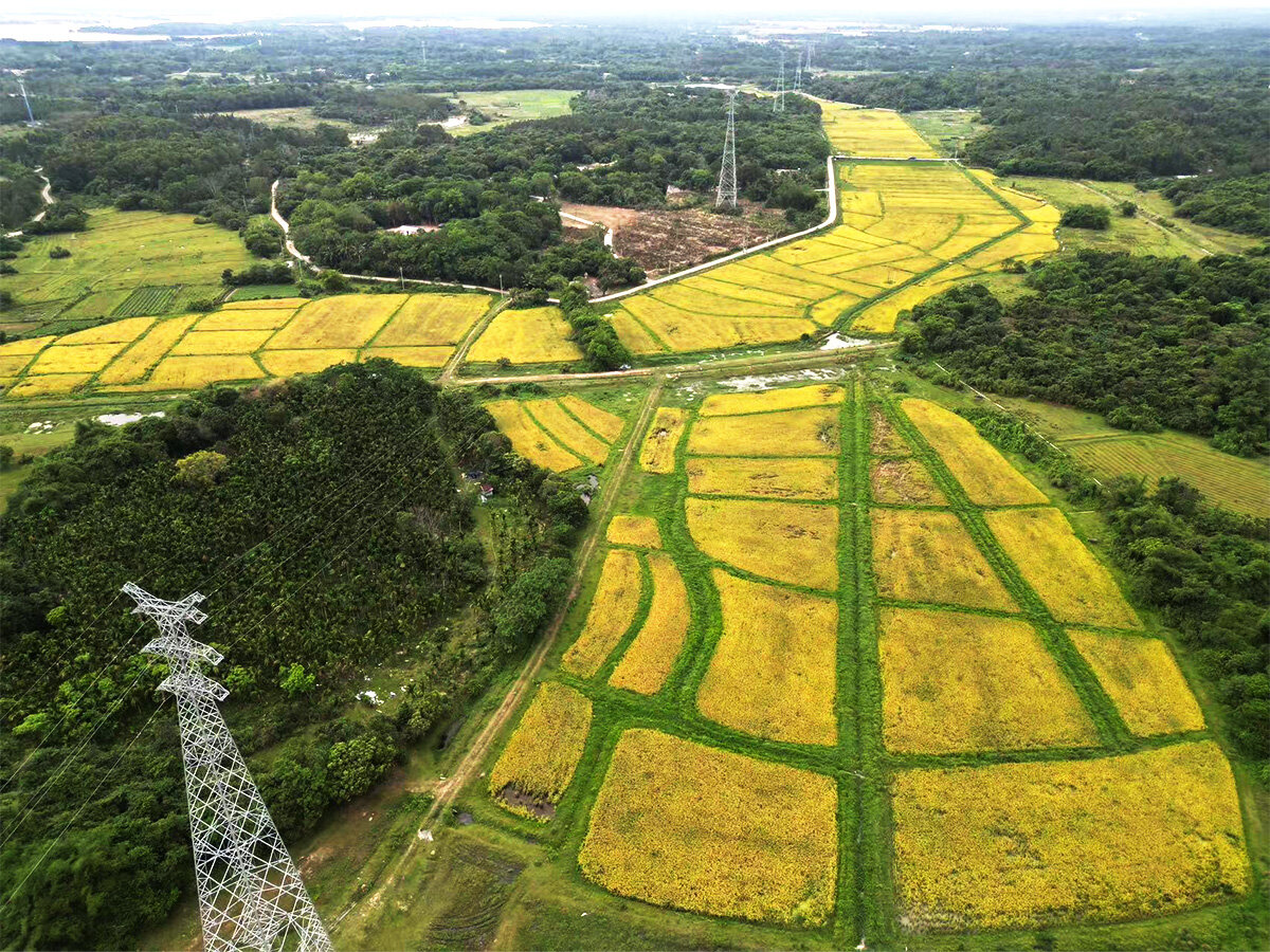 Wenchang Haishengyue Agricultural Development Co., Ltd. - Planting Base