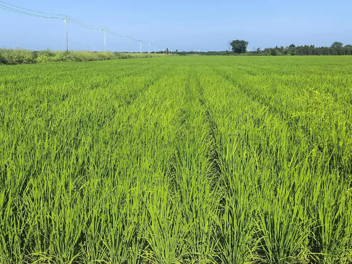 Hainan Yuankang Agricultural Technology Co., Ltd. - Planting Base