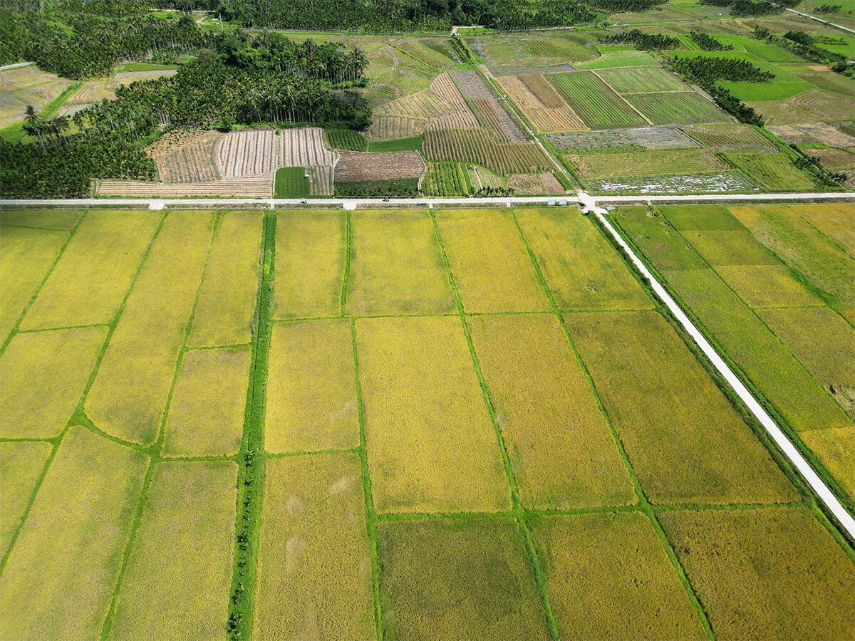 Hainan Datongling Agricultural Technology Development Co., Ltd. - Planting Base