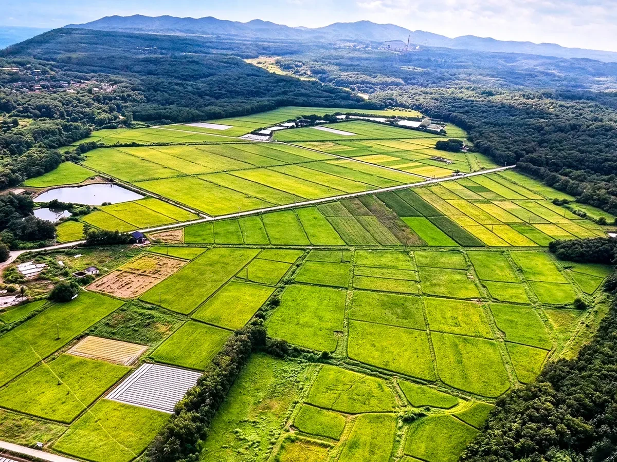 Hainan Nongle Chunlei Ecological Agriculture Development Co., Ltd. - Planting Base