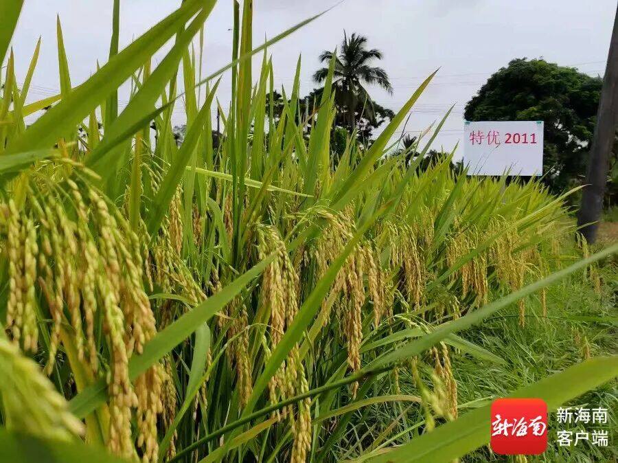 "Premium 2011" rice: Wild rice heritage enables stress resistance and high yield