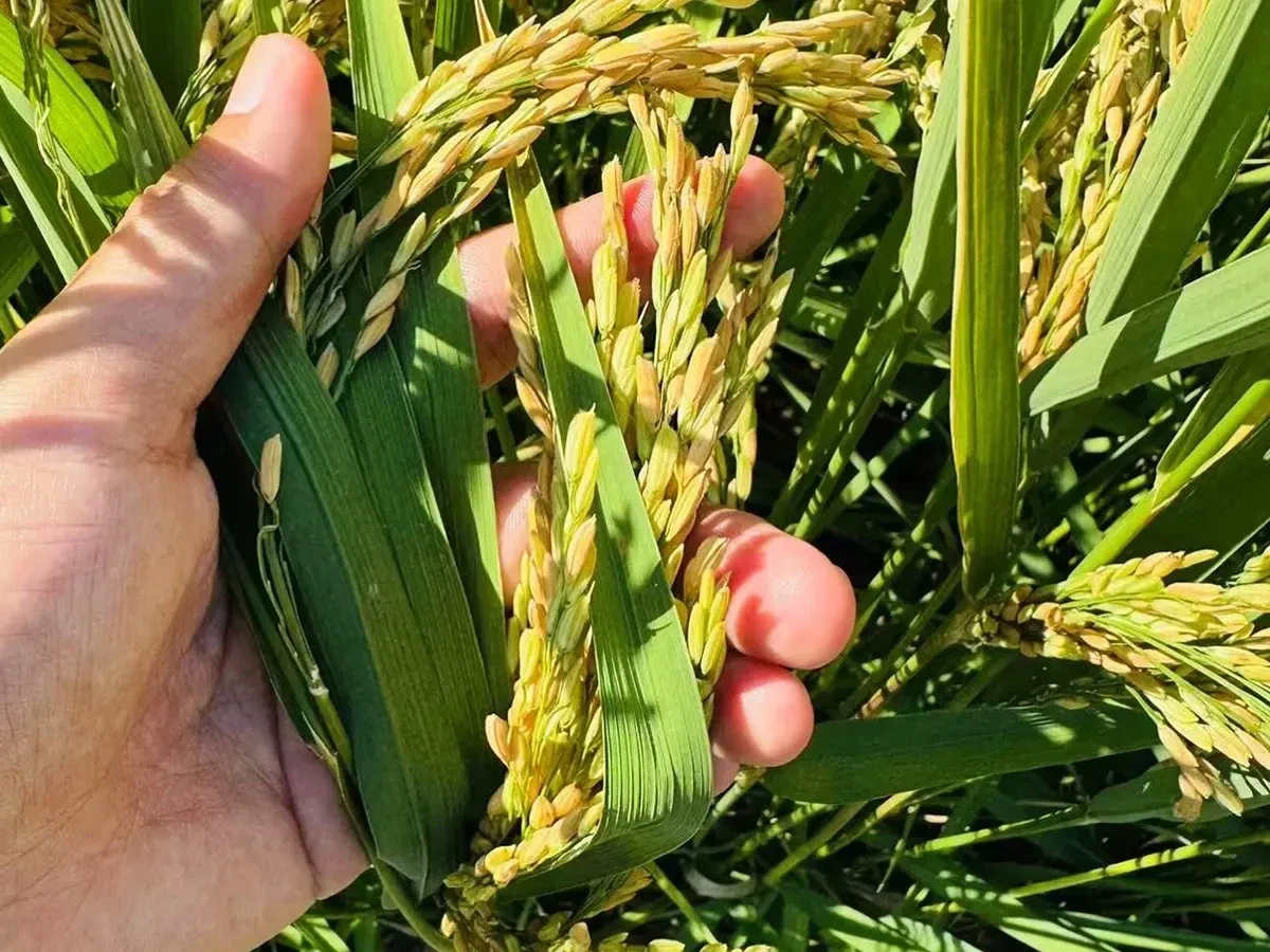 Hainan Yuankang Agricultural Technology Co., Ltd. - Rice Showcase