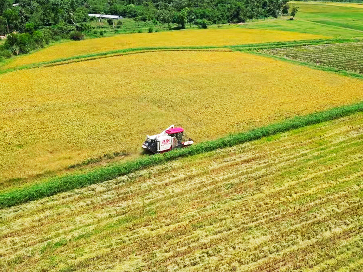 Wenchang Haishengyue Agricultural Development Co., Ltd. - Autumn Harvest Aerial Footage
