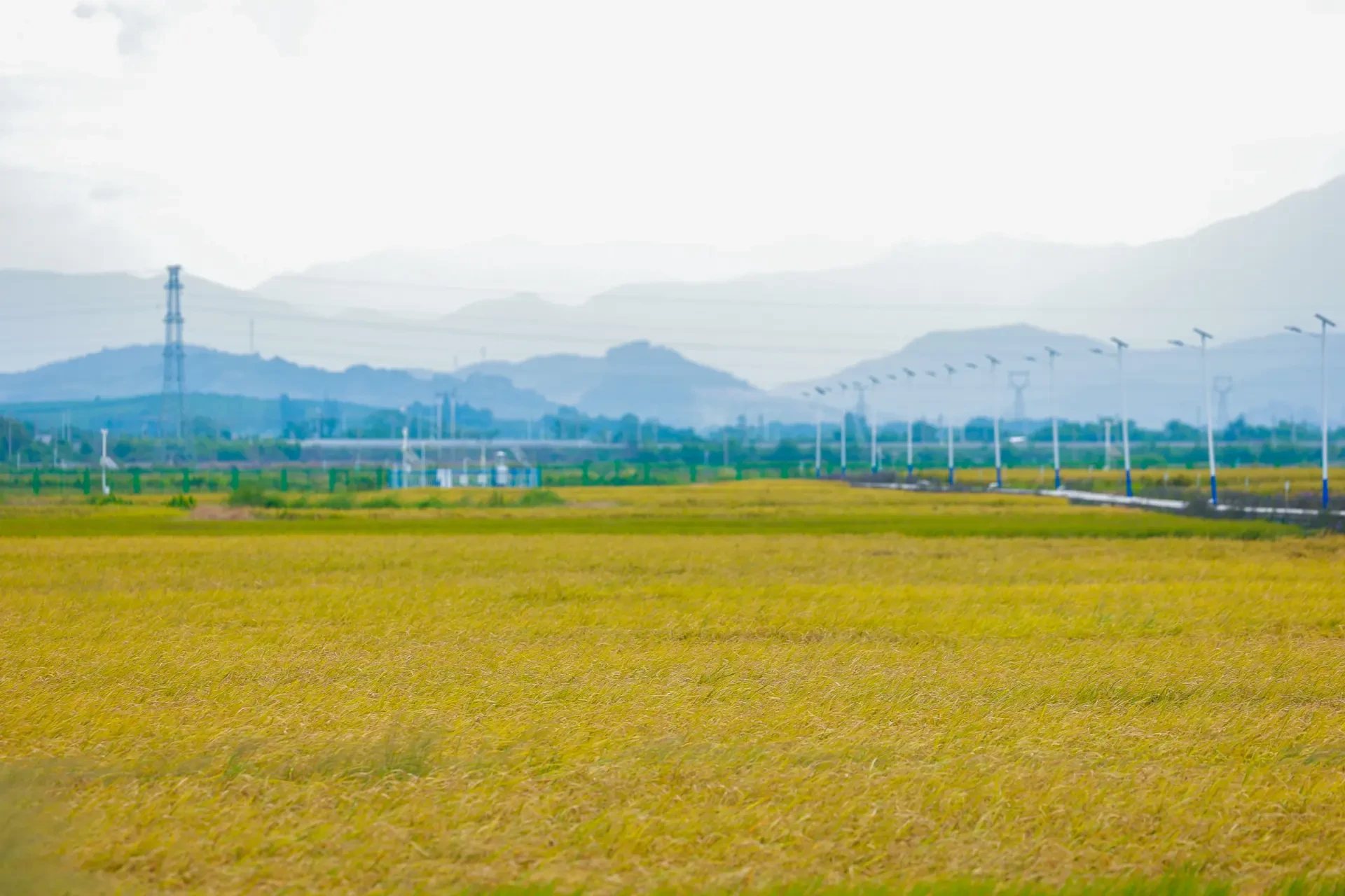 Hainan Nongle Nanfan Technology Co., Ltd. - Cultivation Base