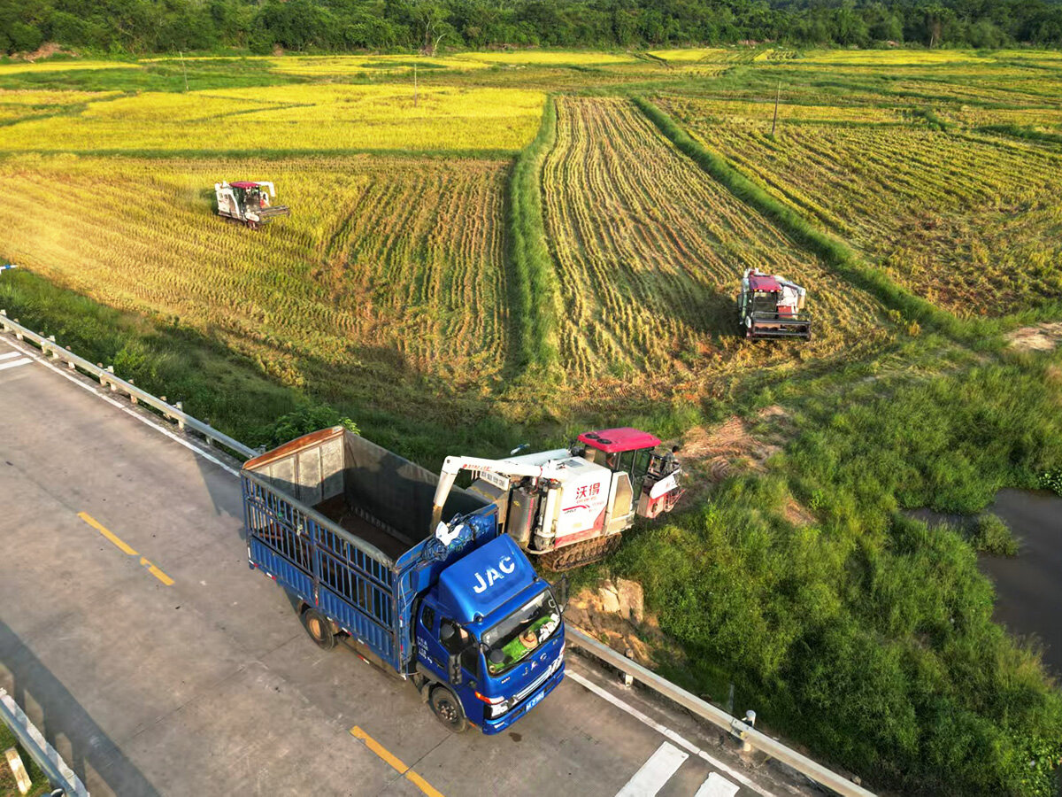 Wenchang Haishengyue Agricultural Development Co., Ltd. - Harvest Site Photos