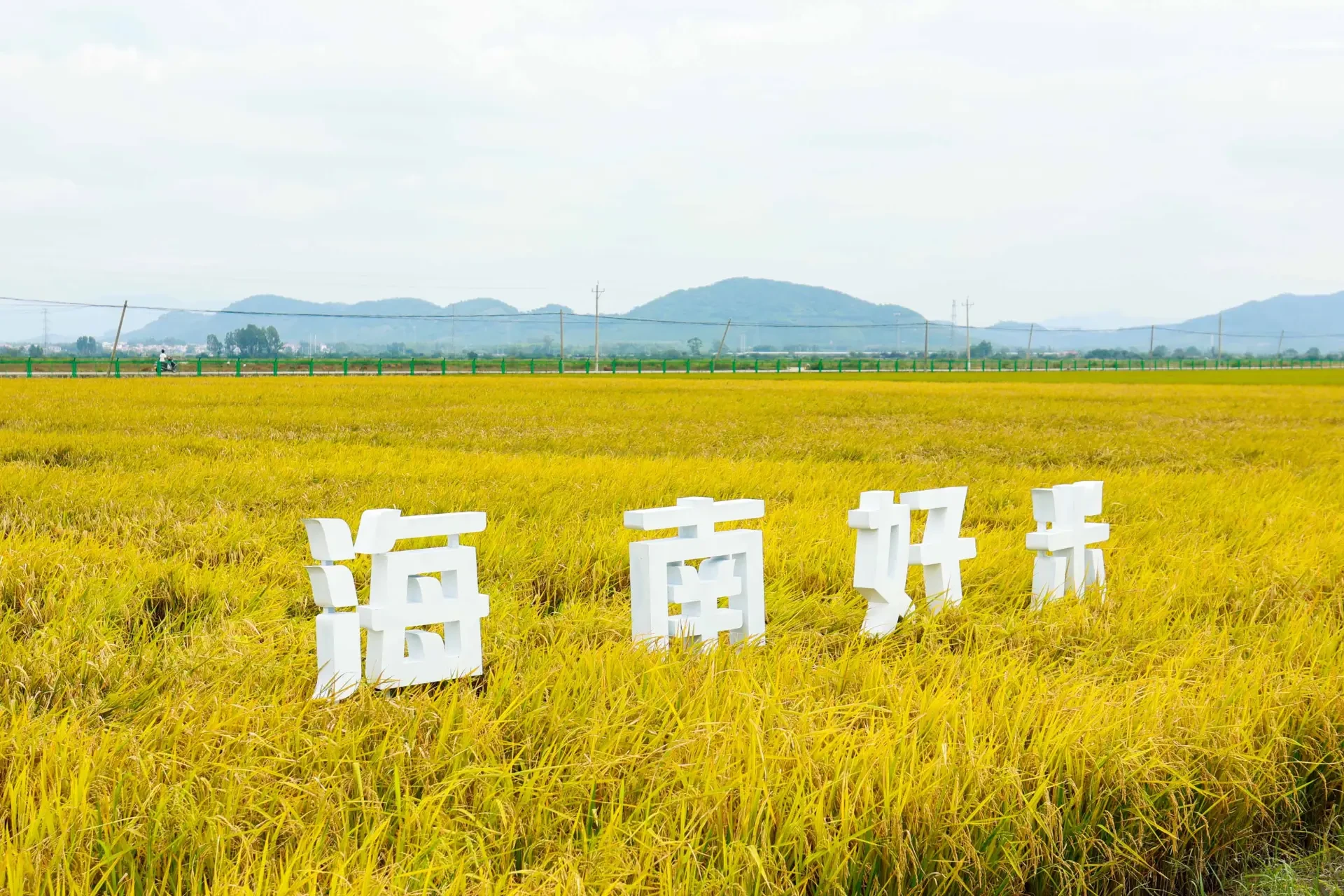 Hainan Nongle Nanfan Technology Co., Ltd. - Cultivation Base