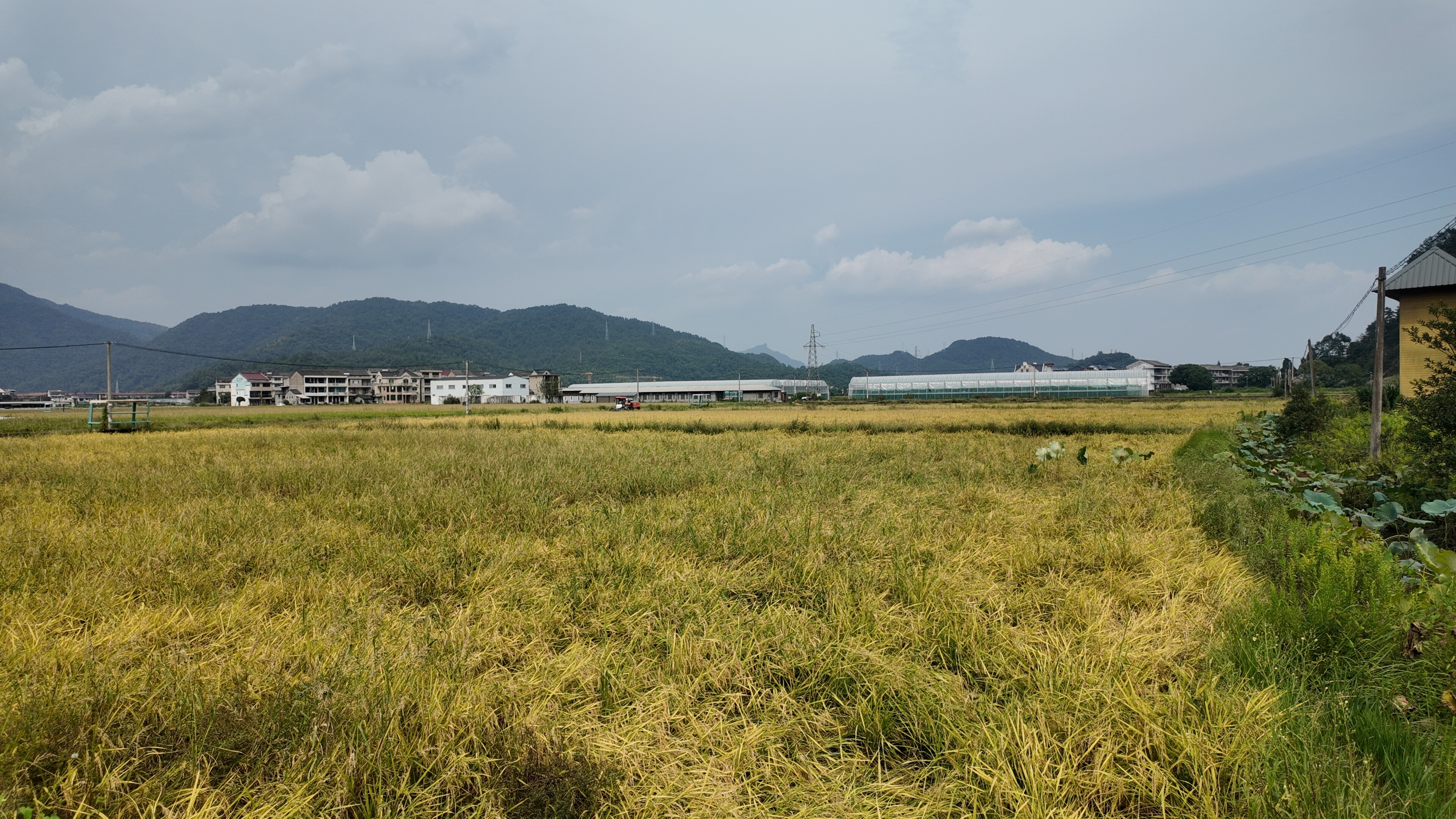 金黄稻田与远山