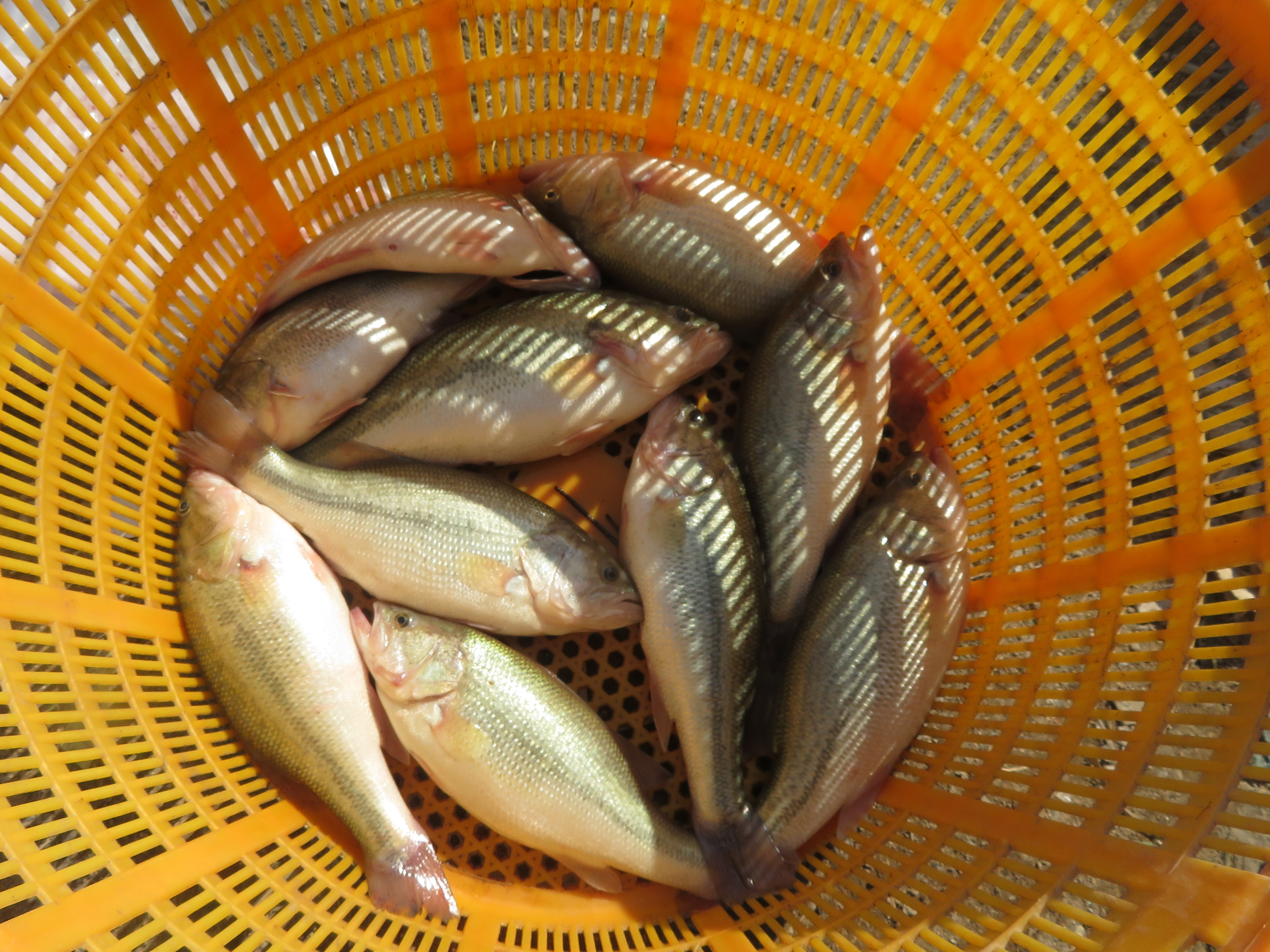Fish