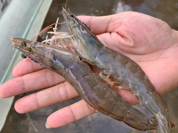 Shrimp