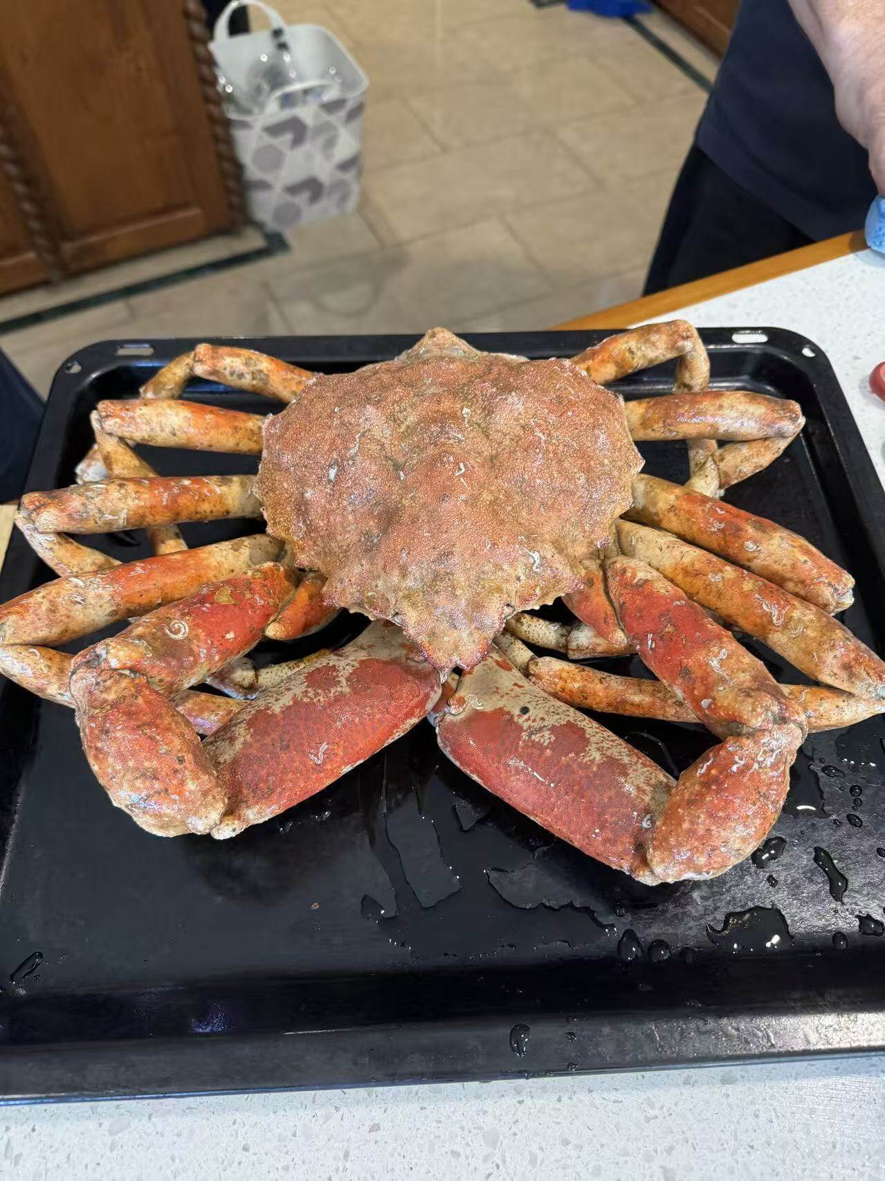 新西兰深海钻石蟹