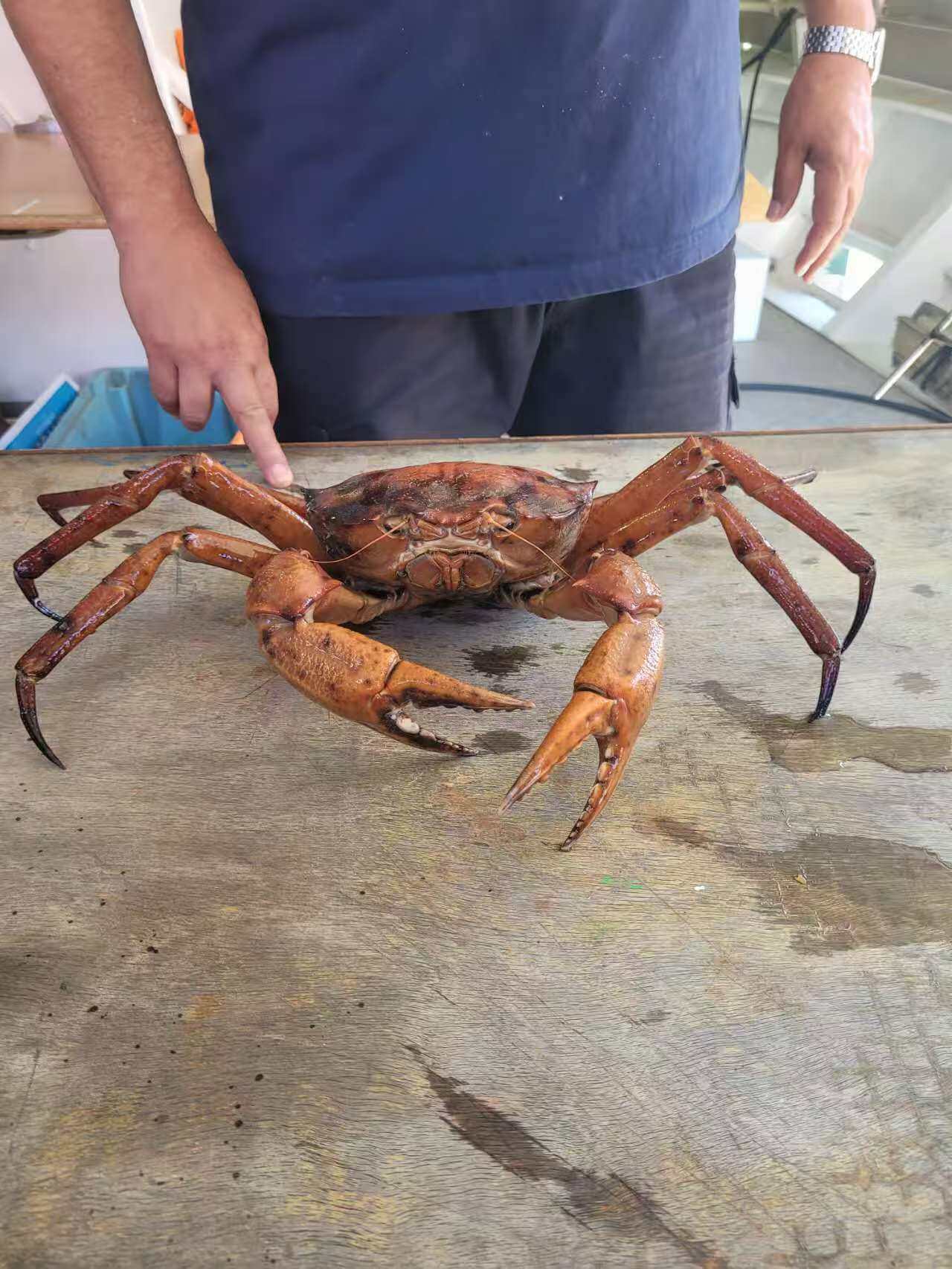 新西兰深海红蟹陆续到货