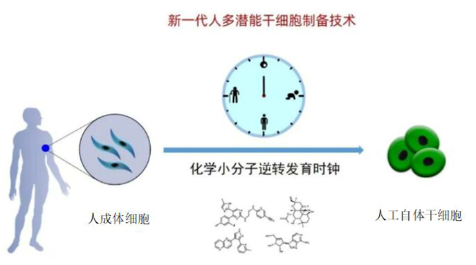 自体干细胞生产制备与供货