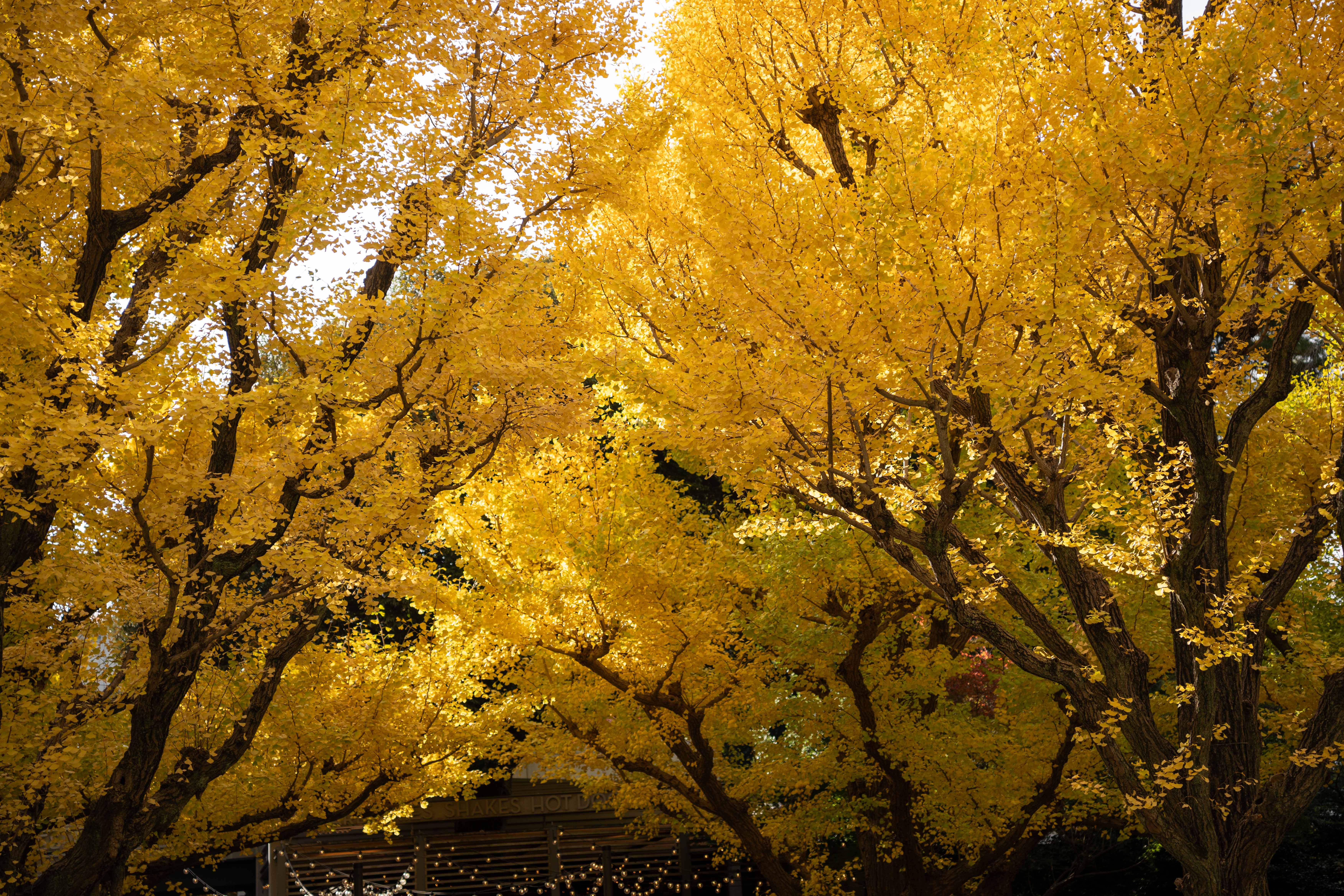 Ginkgo in Golden Splendor: An Autumn Fairytale