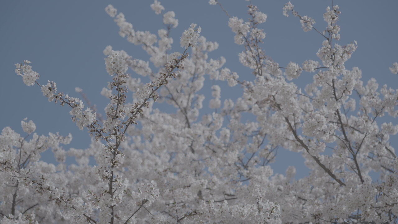Sakura ยท Clear Spring Sky