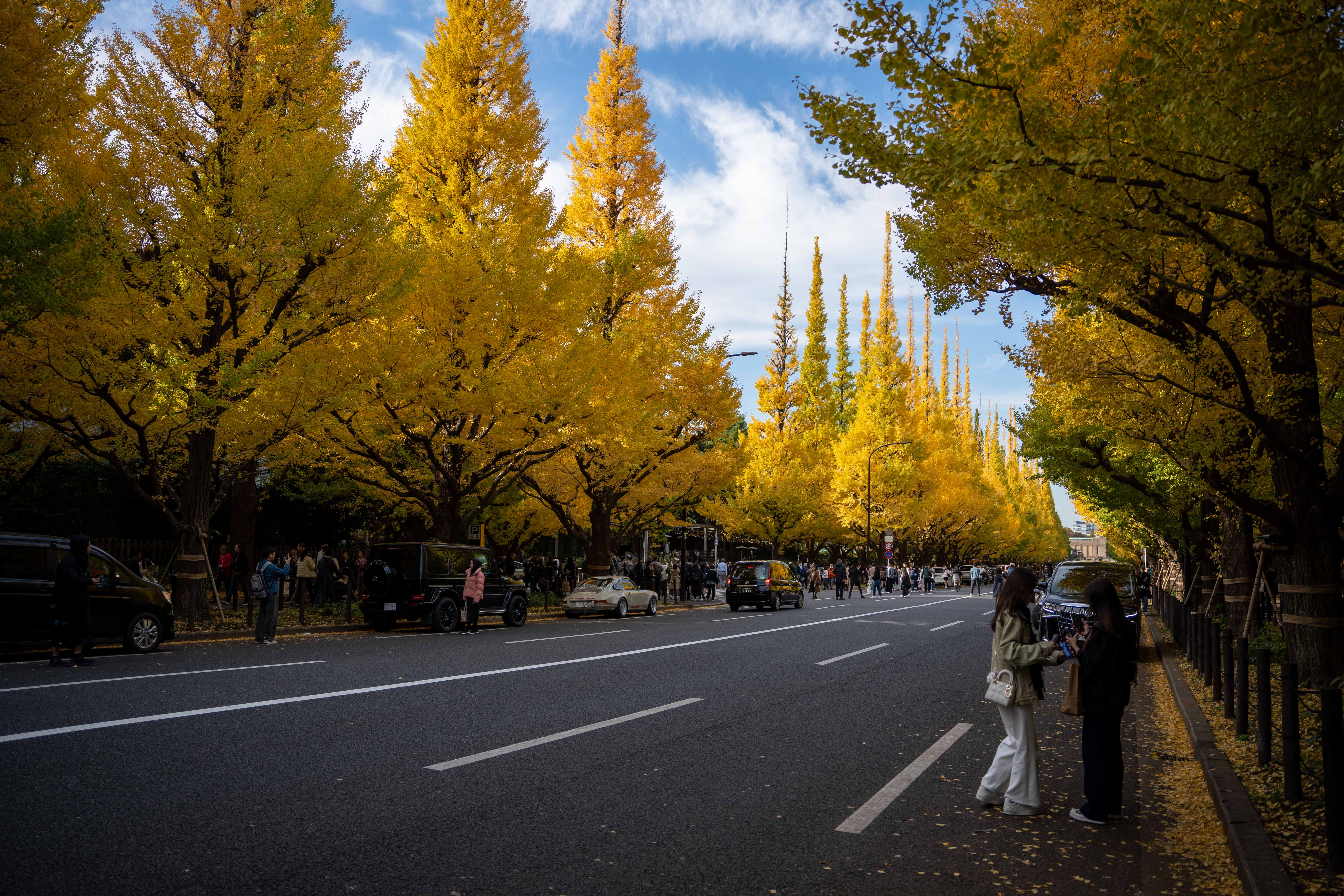 Ginkgo Avenue ยท Autumn City Scenery