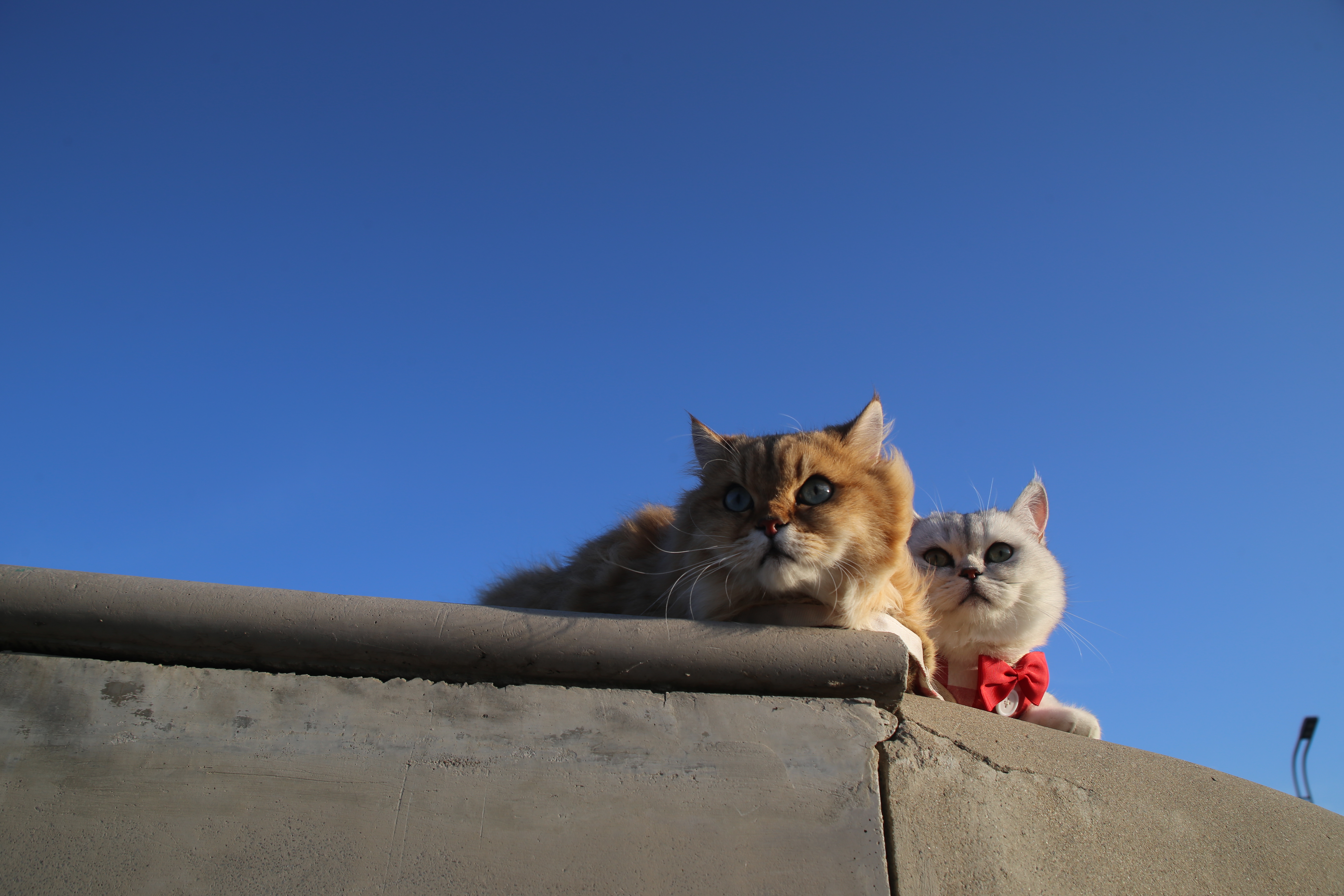 我们的猫猫