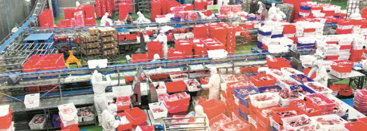 某知名食品加工厂自动化生产线 现场4