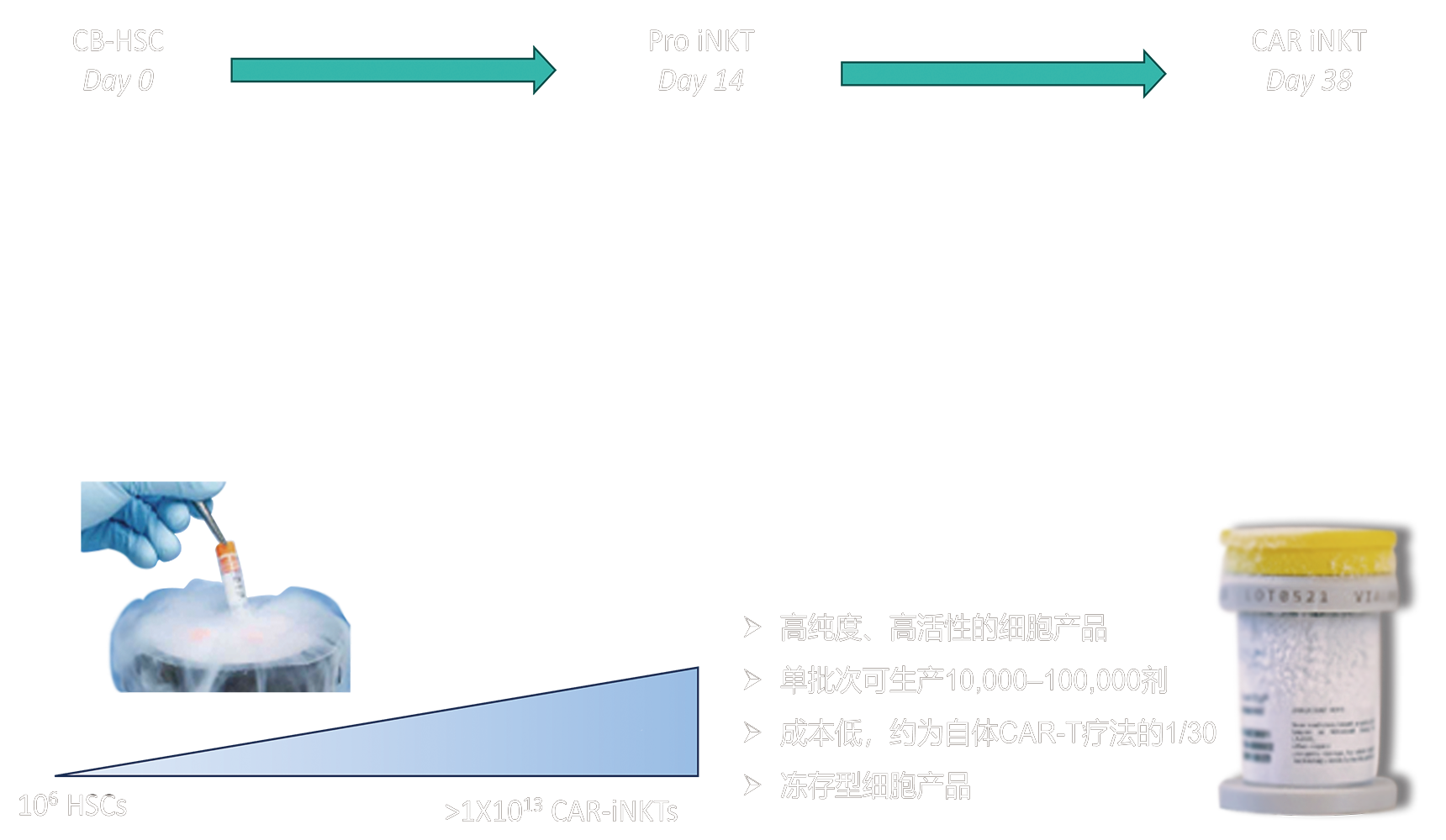 CAR-iNKT 疗法作用机制图
