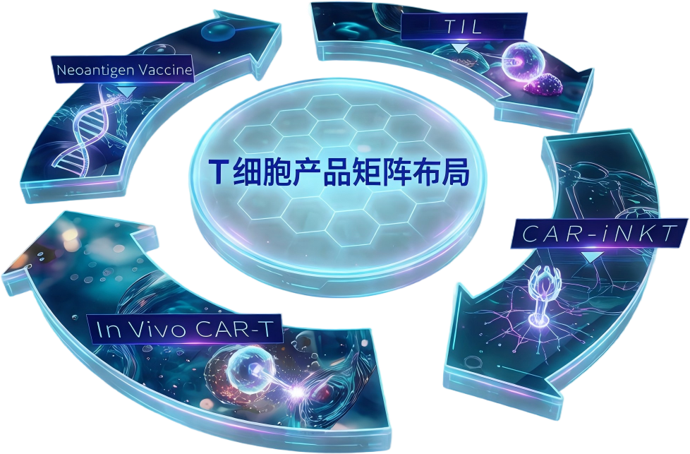 T细胞产品矩阵布局