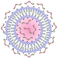 Lipoplex (LPX) 脂质复合物结构示意图