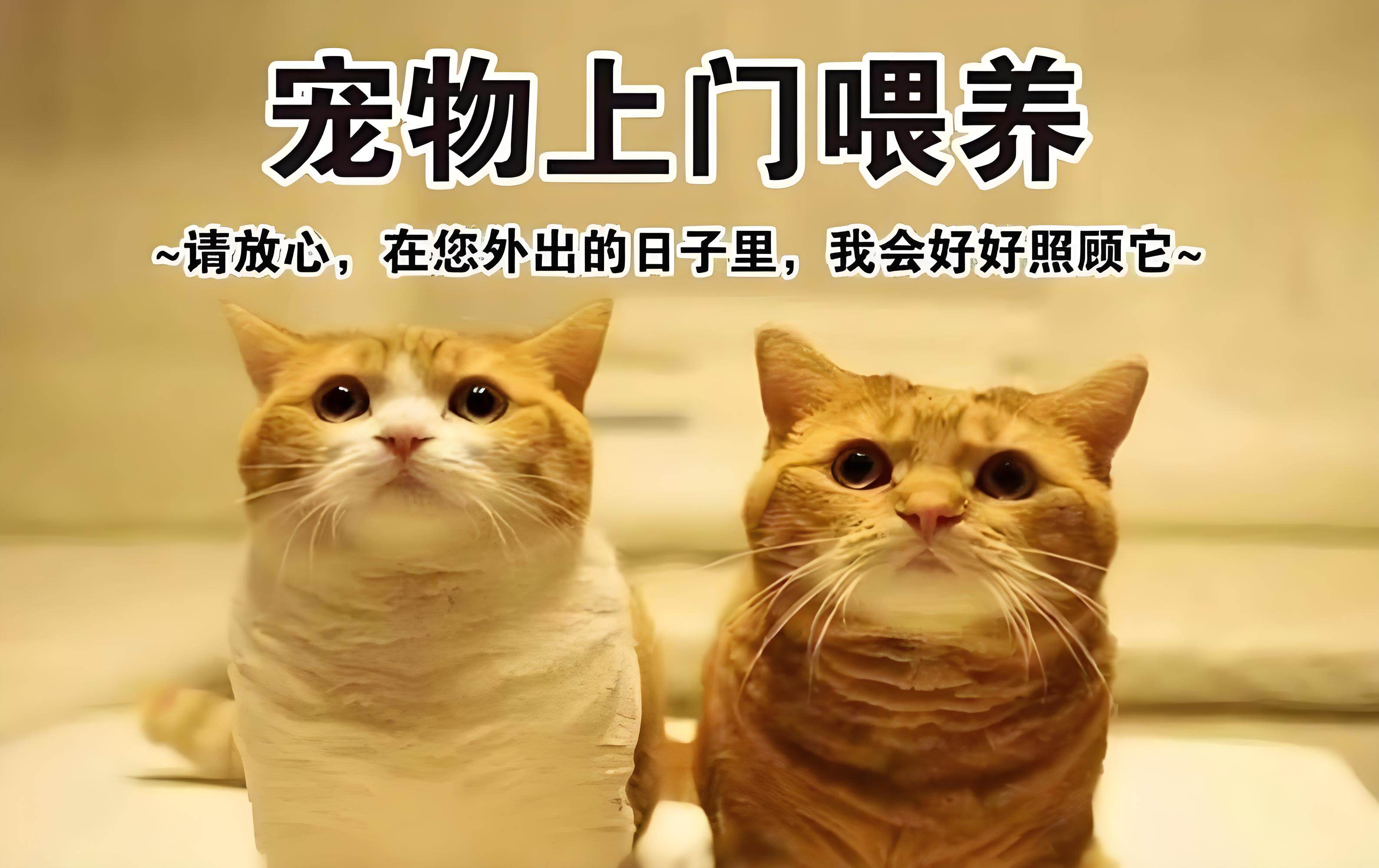 🐾 太禾行到家服务:上门喂宠代遛