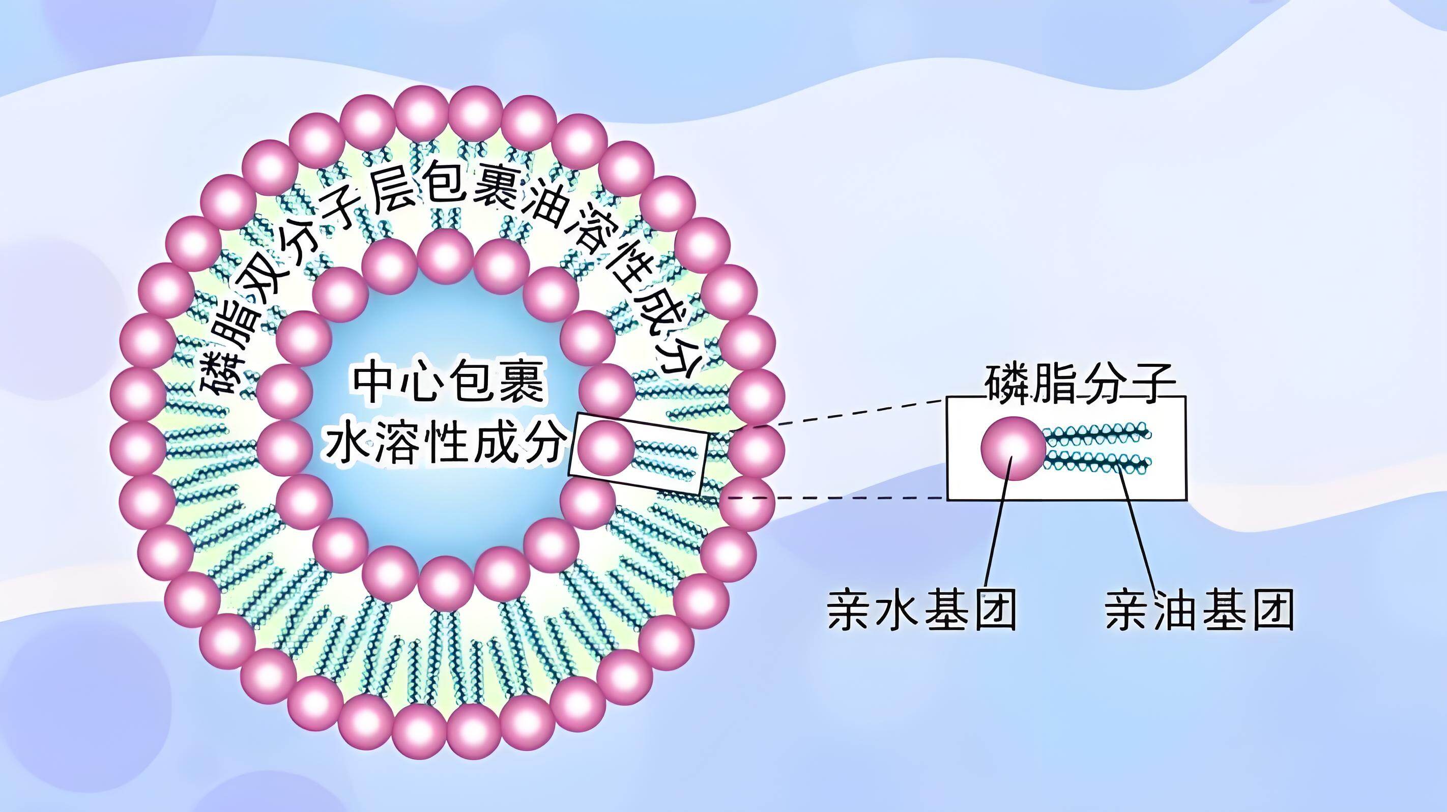 一篇文章带你了解脂质体技术!仿生纳米小药囊的奇妙之旅