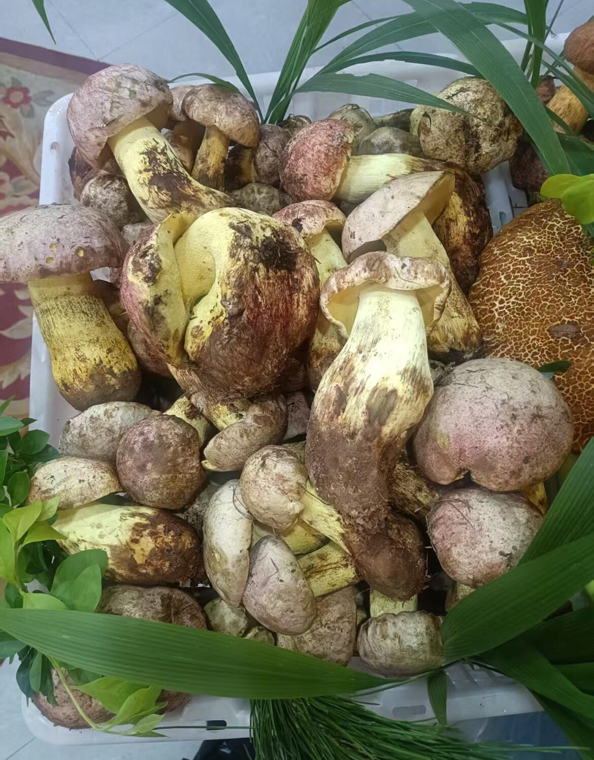 新鲜野生菌食材