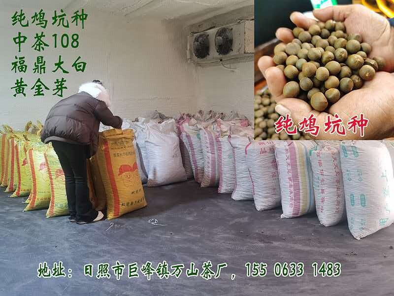 大量批发优质茶种