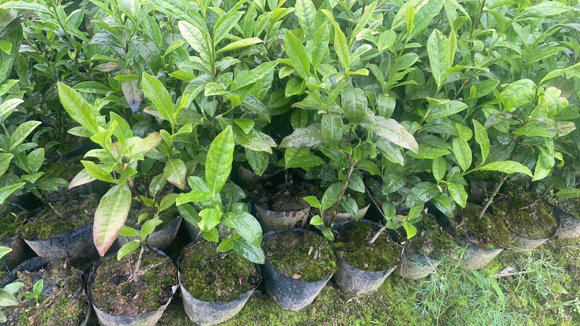三年大杯苗·春雨一号
