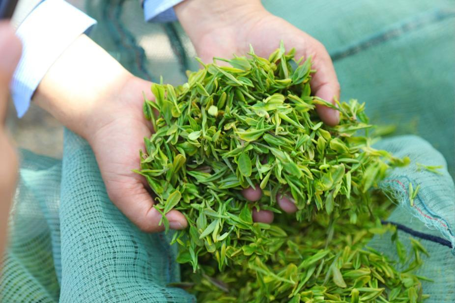 日照绿茶·特级