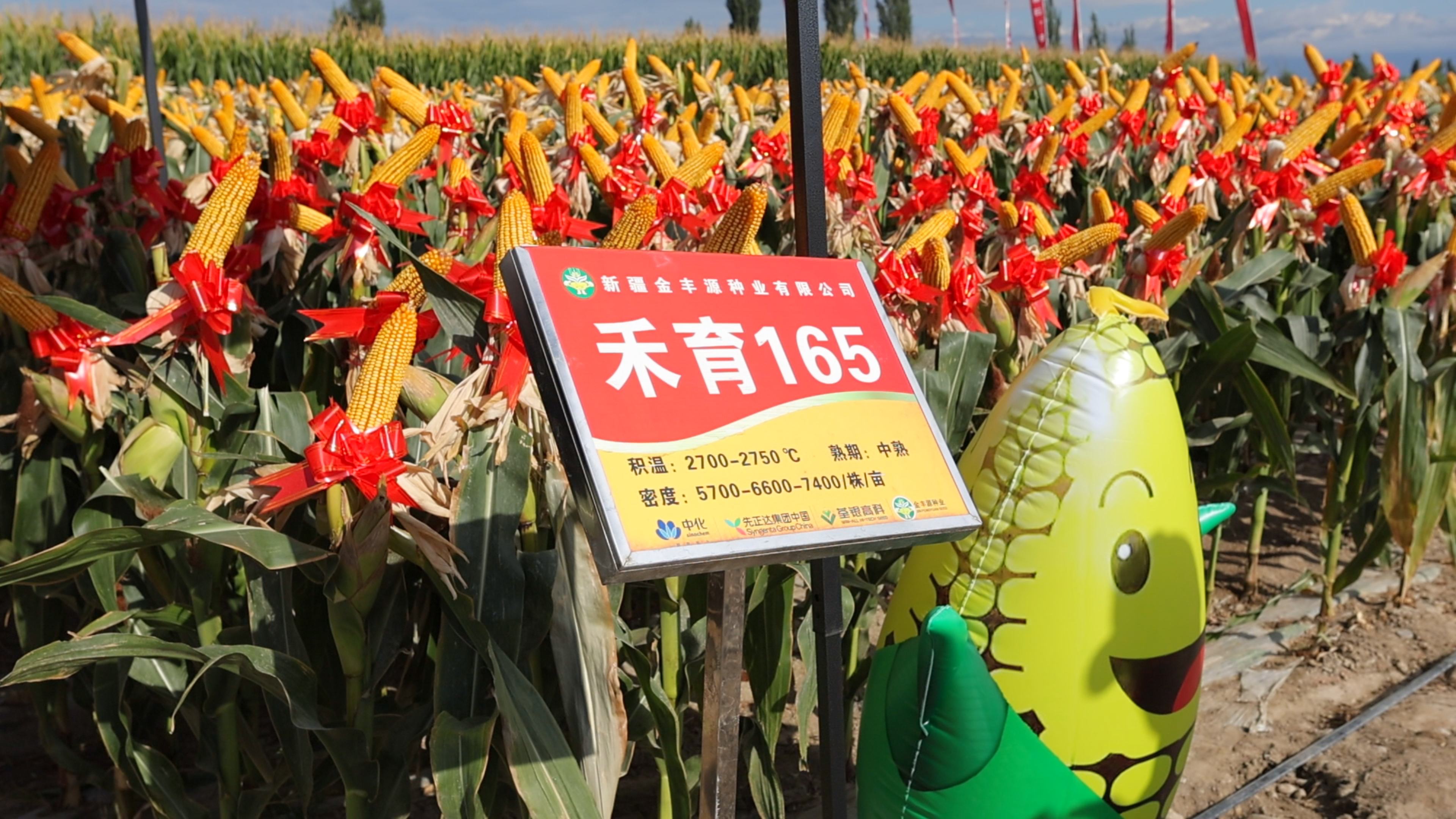 禾育 165