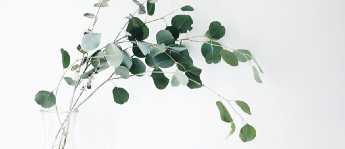 Classic Eucalyptus Vapor Pads view 1