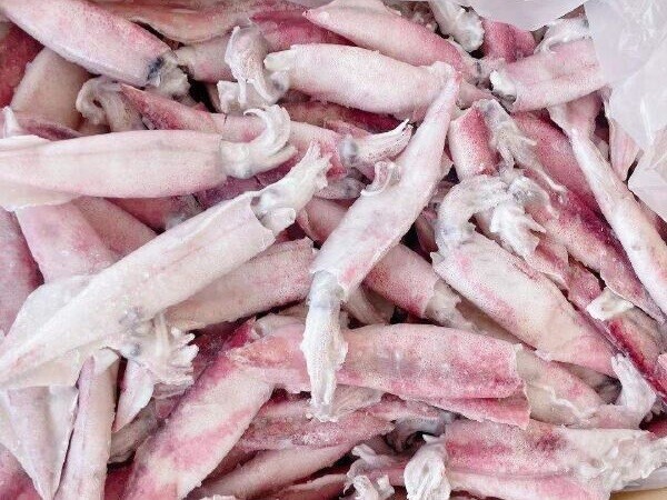 Malay Pen Shell Squid