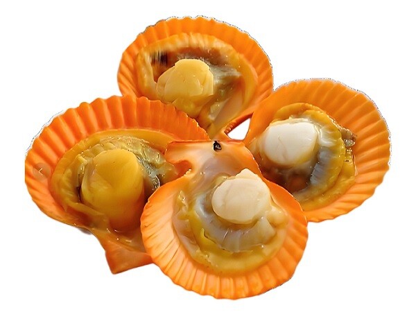 Golden Clam